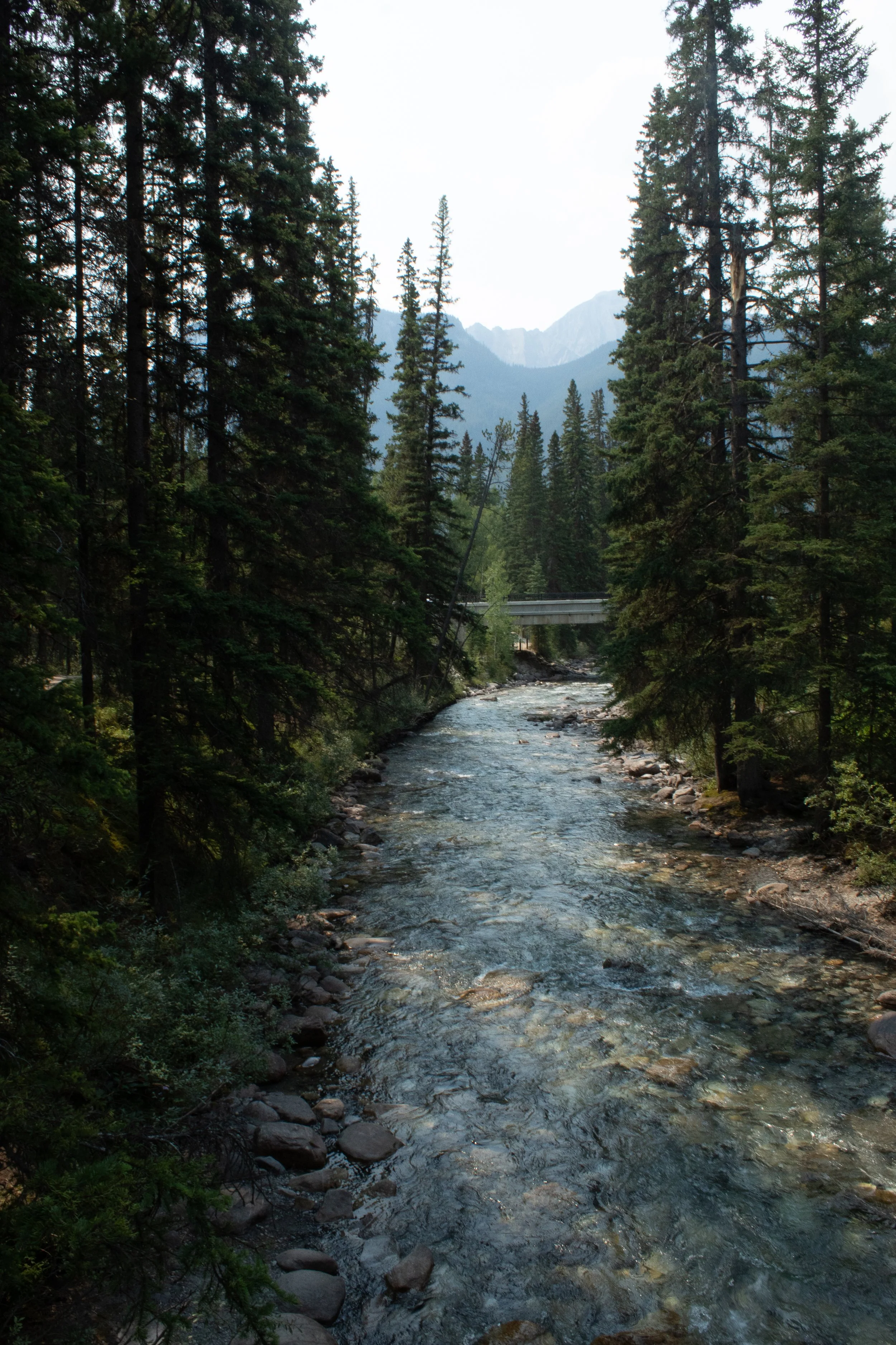 A forested mountain landscape with a flowing river, tall green trees, and distant mountains under a partly cloudy sky.