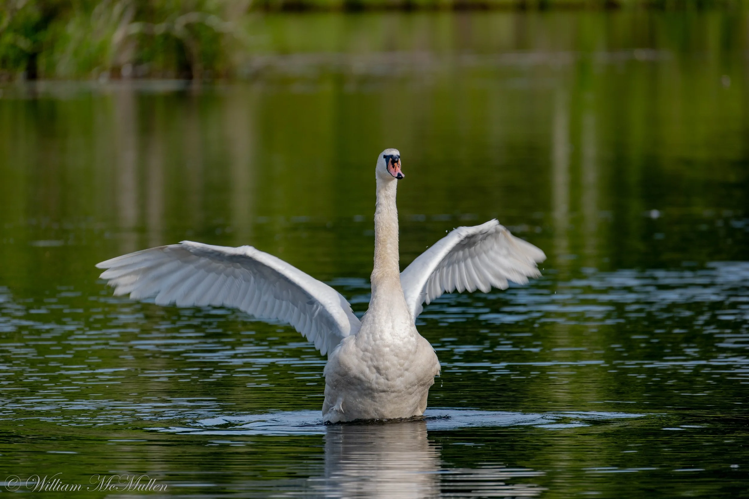 Swan