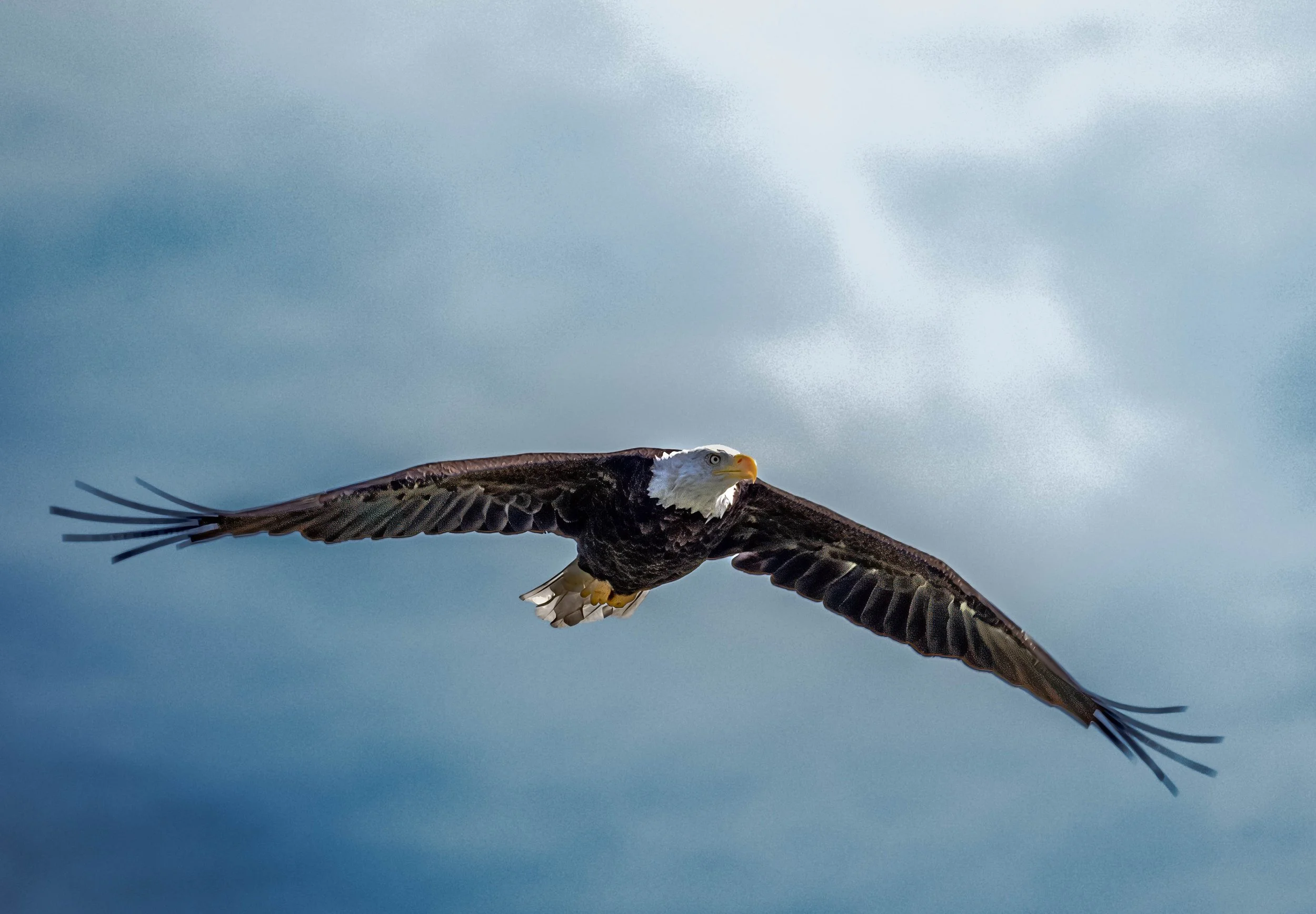 Bald Eagle
