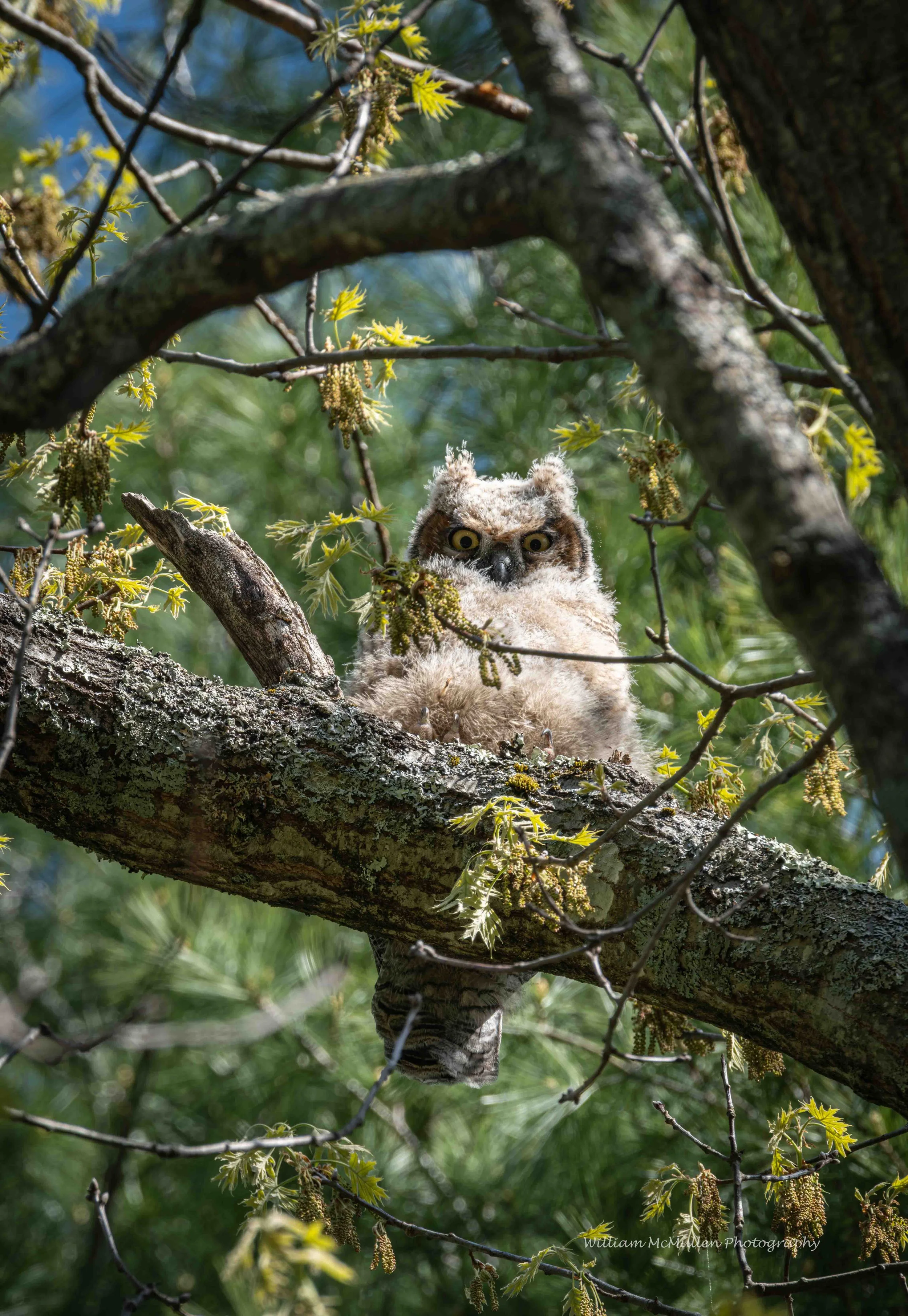 Great Horned Owl I