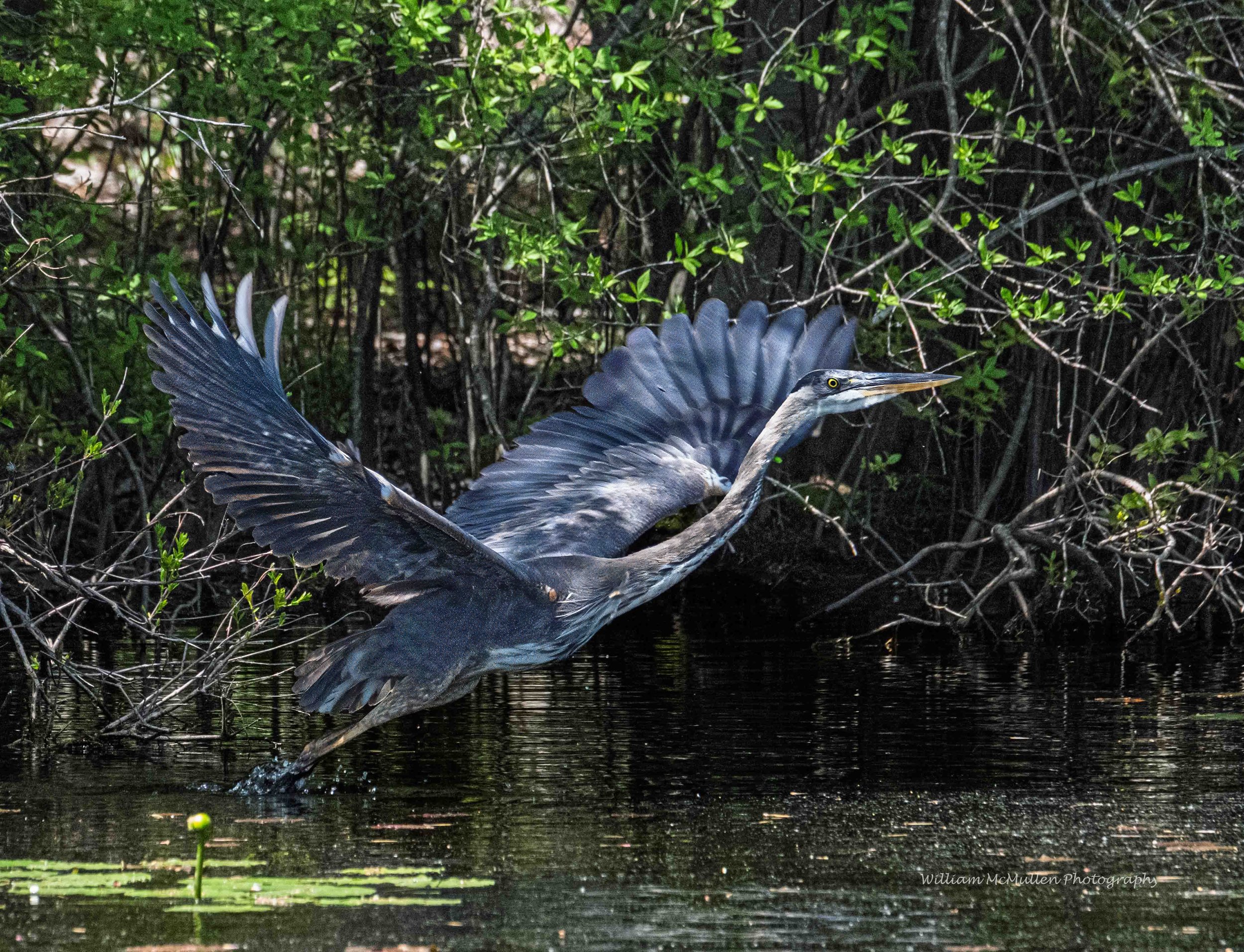 Blue Heron V