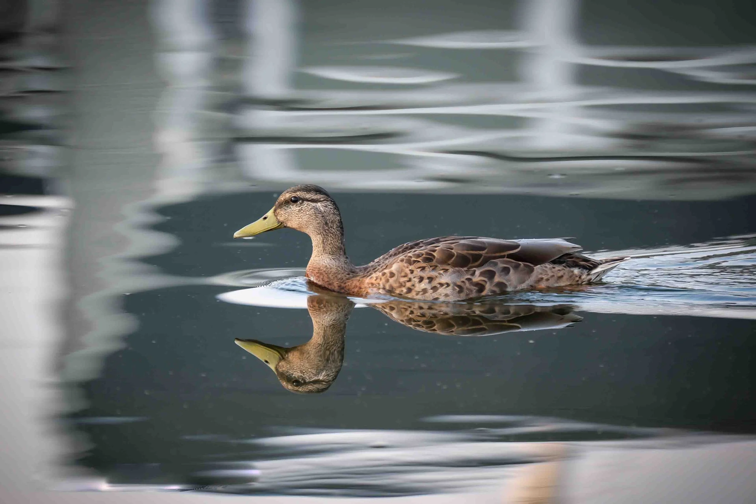 Duck Reflection