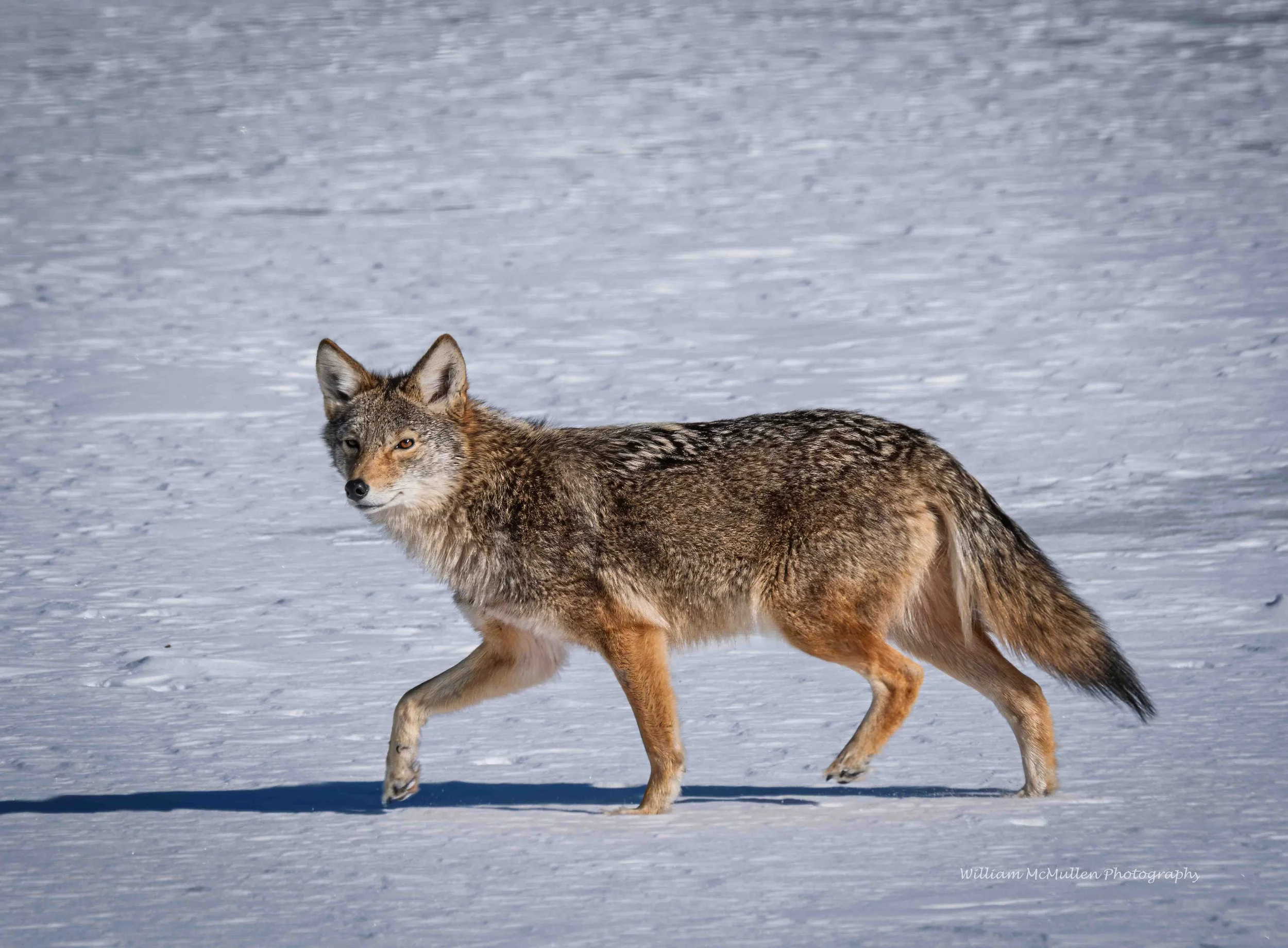 Coyote