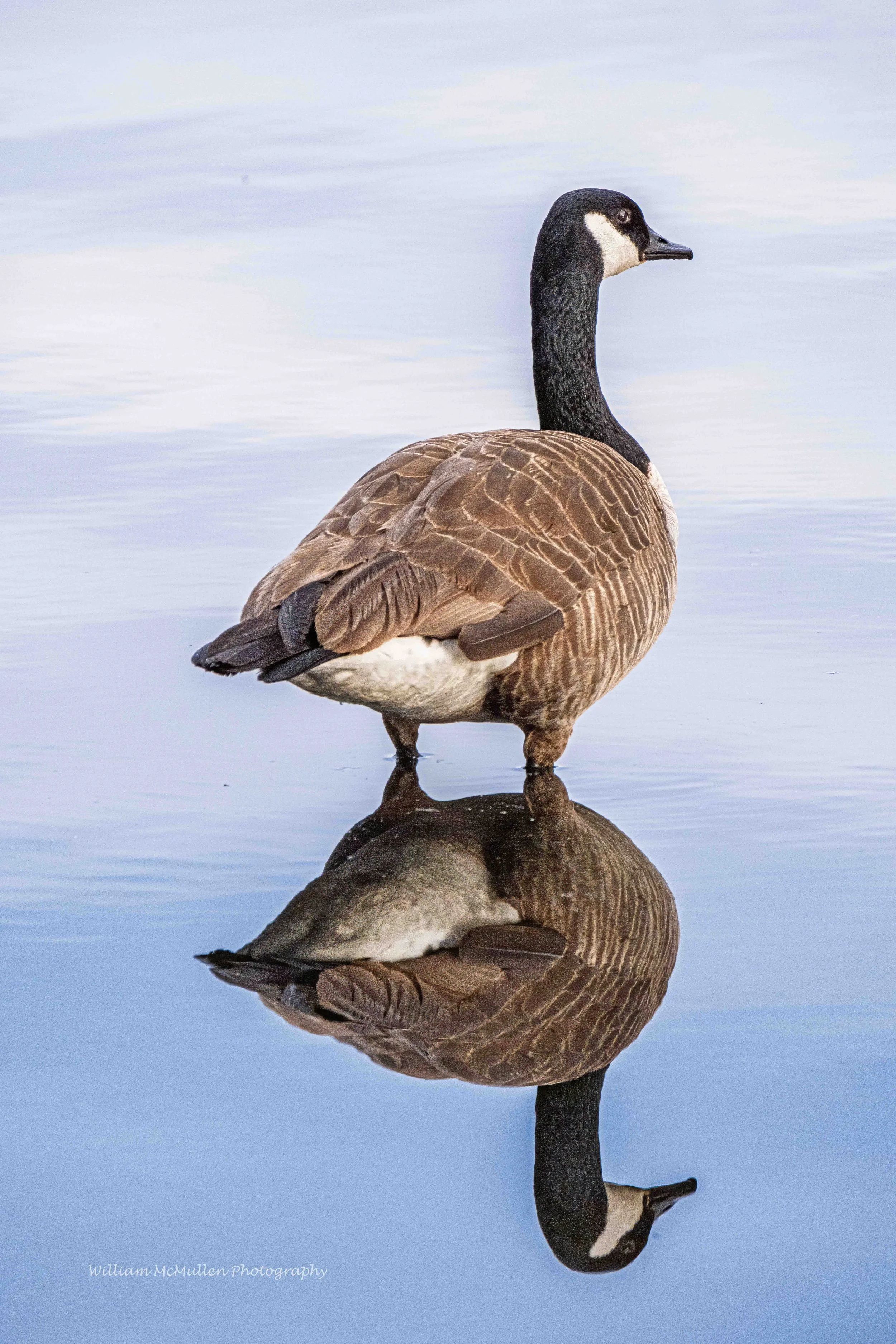 GooseReflection.jpg
