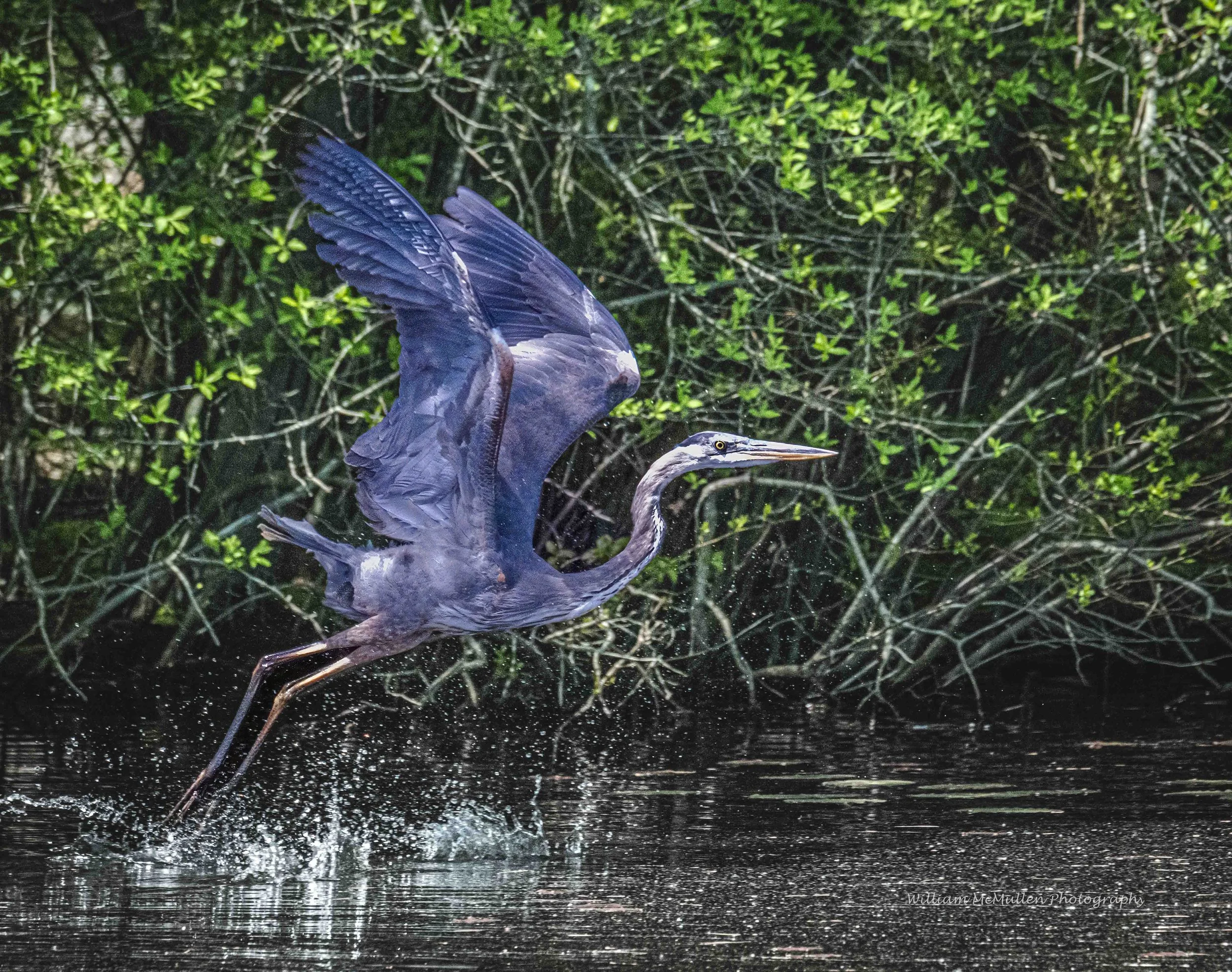 Blue Heron IV