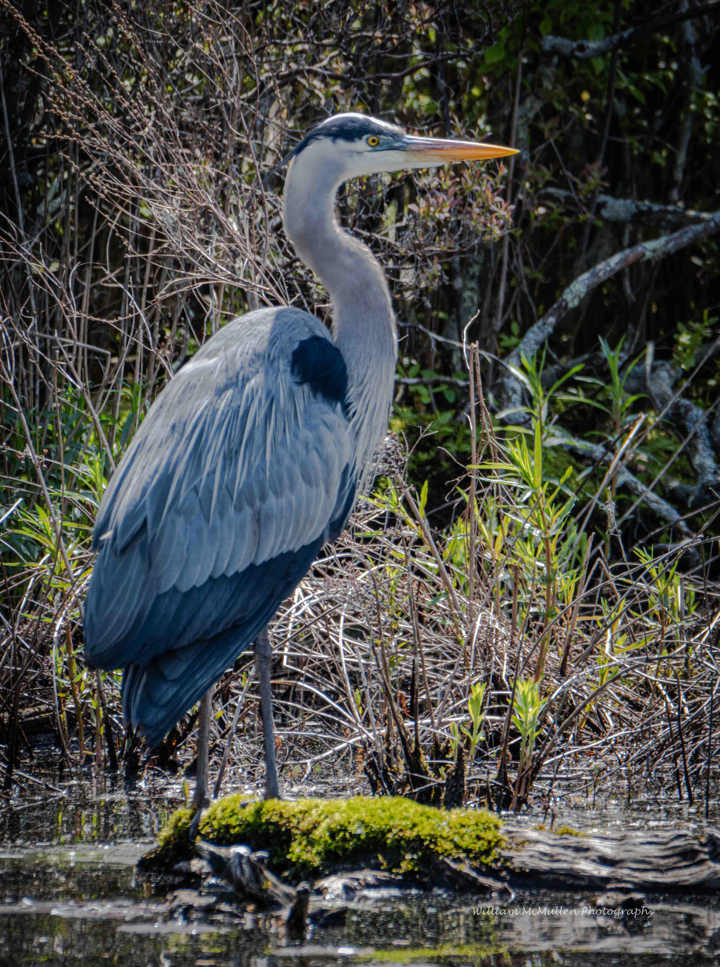 Blue Heron VII