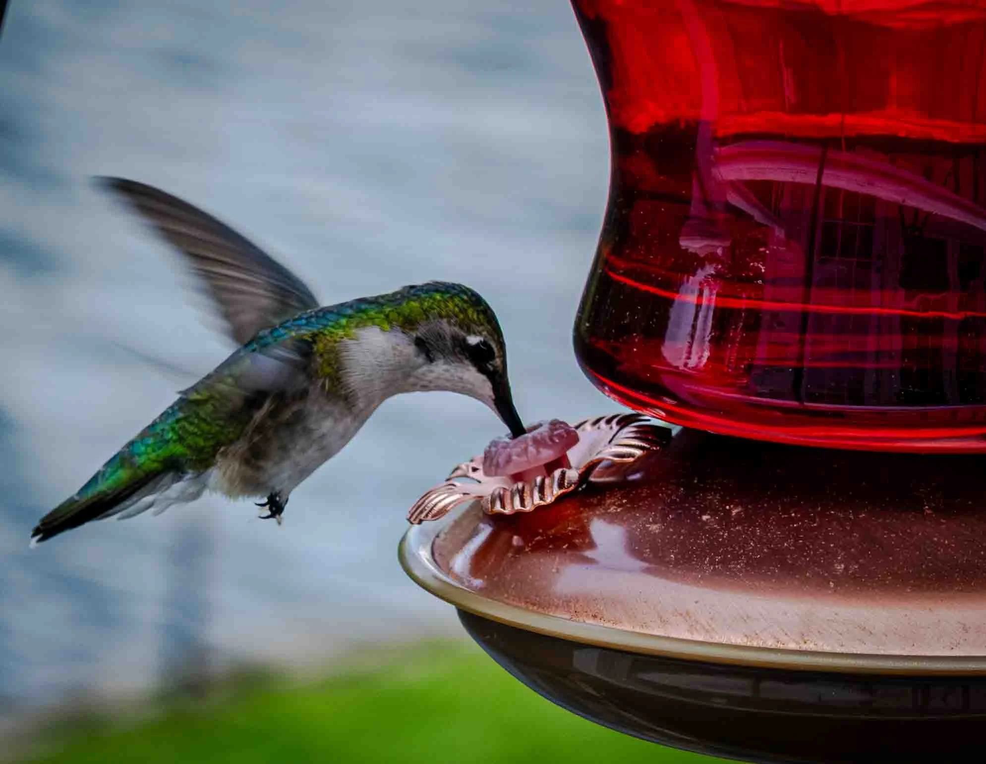 Hummingbird II