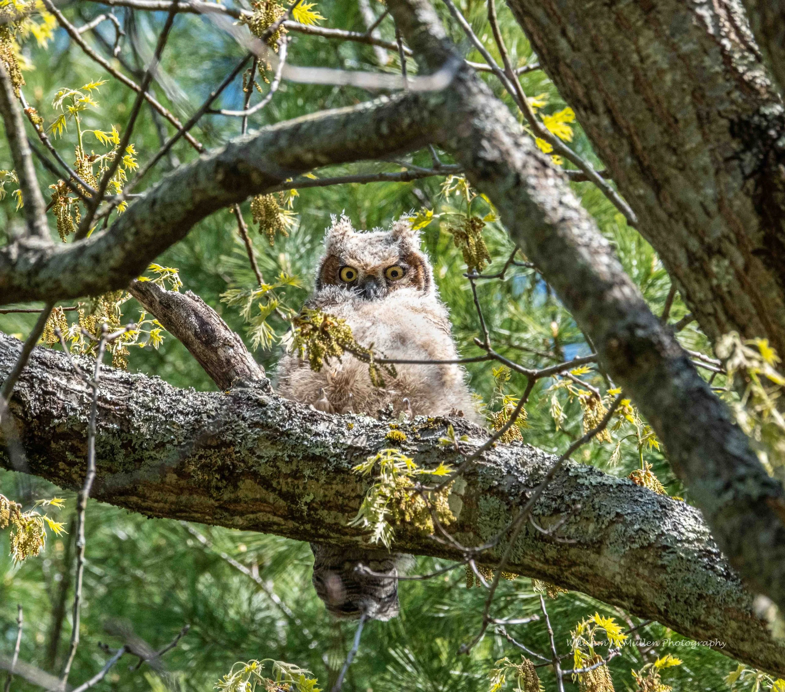 Great Horned Owl II