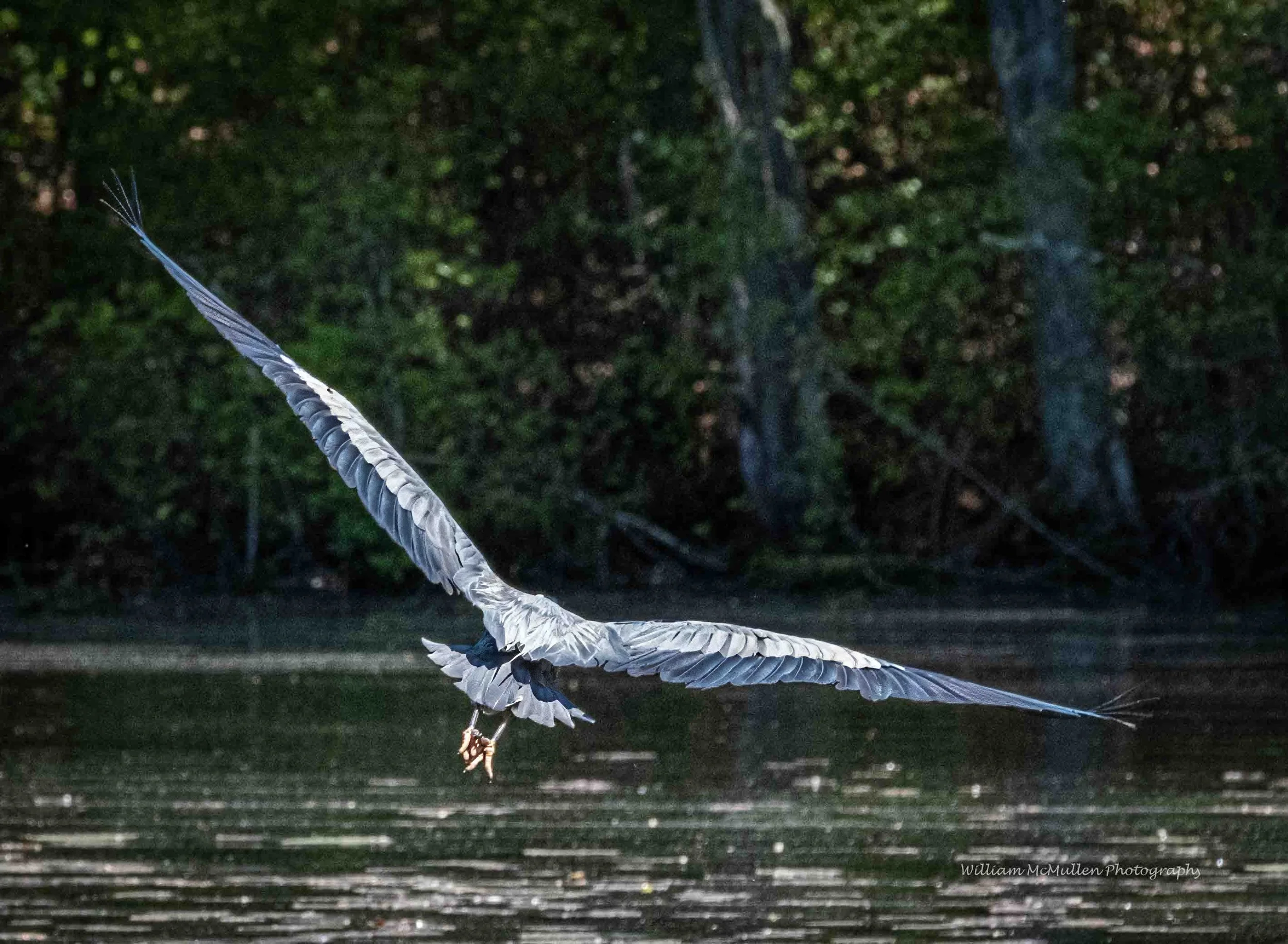 Blue Heron VI
