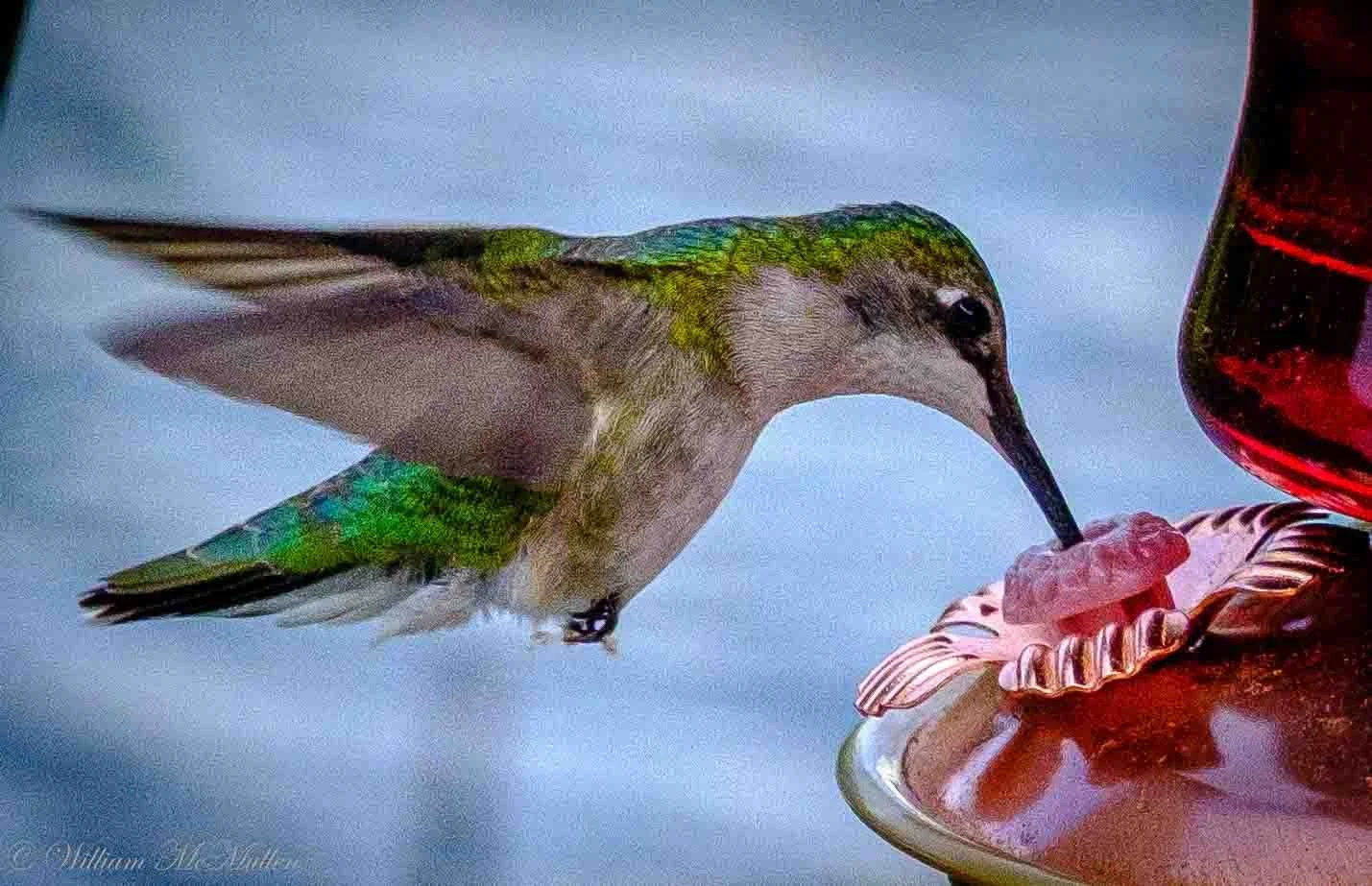 Hummingbird I