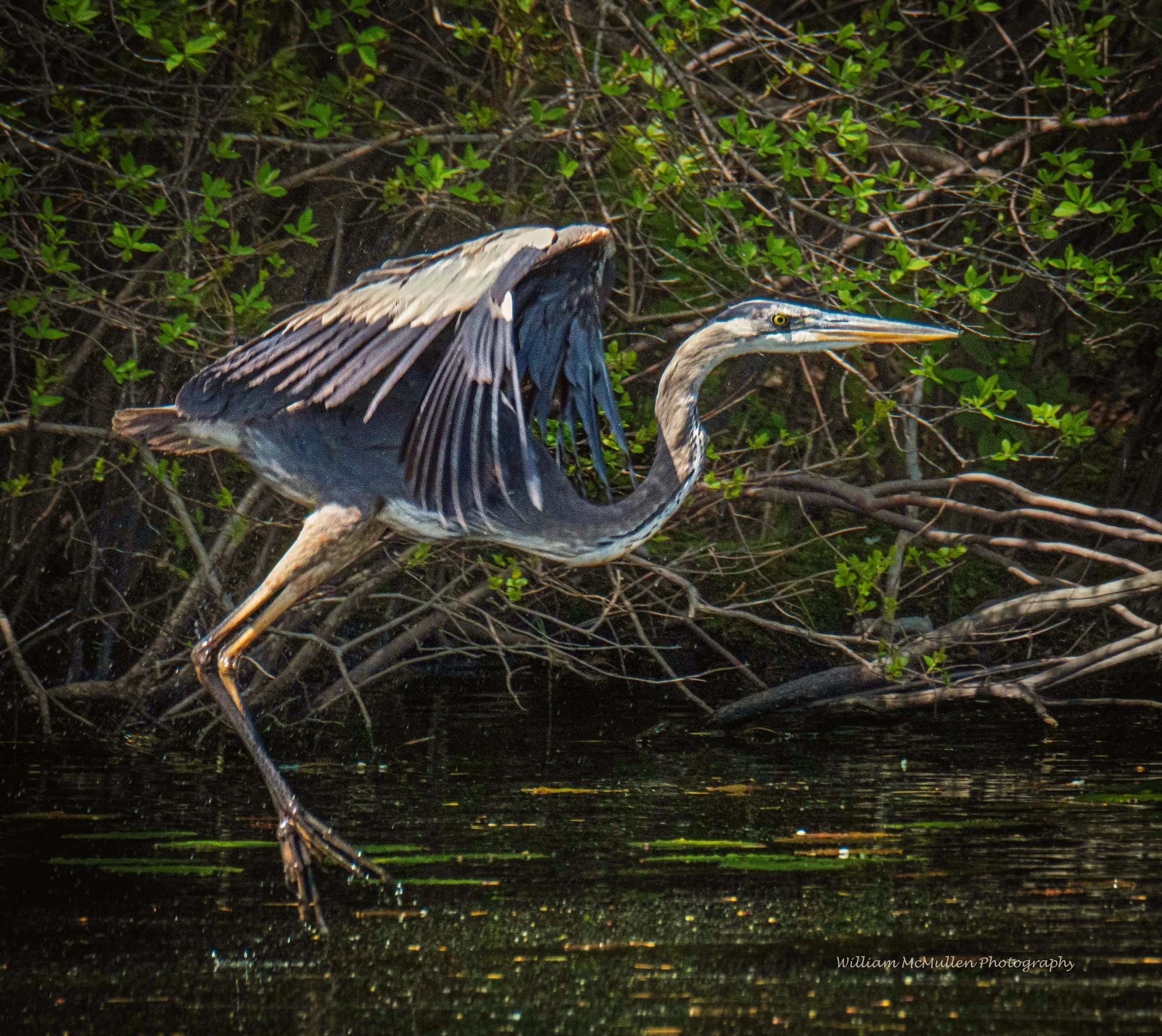 Blue Heron III