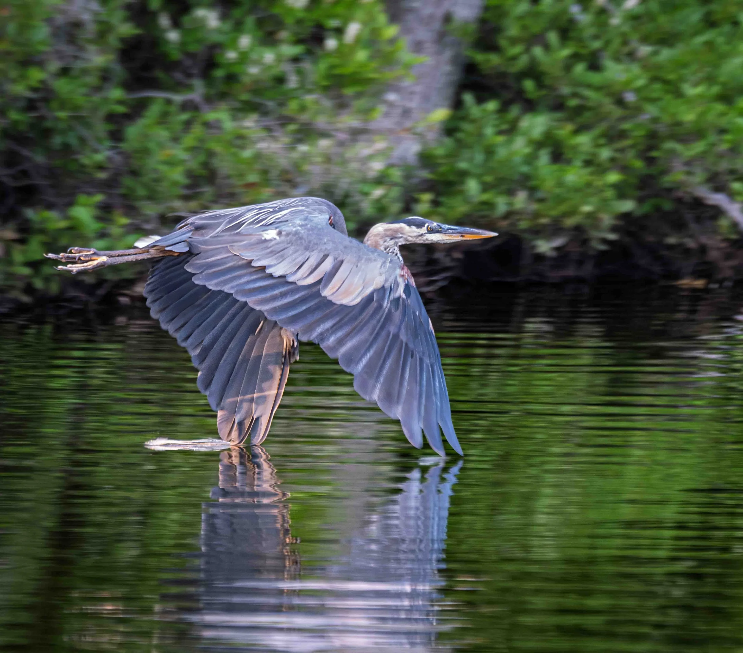 Blue Heron I
