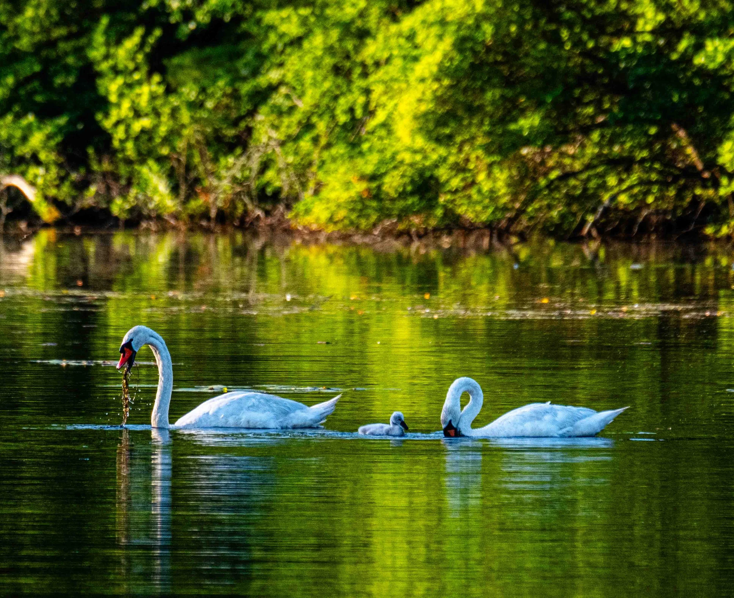 Swans