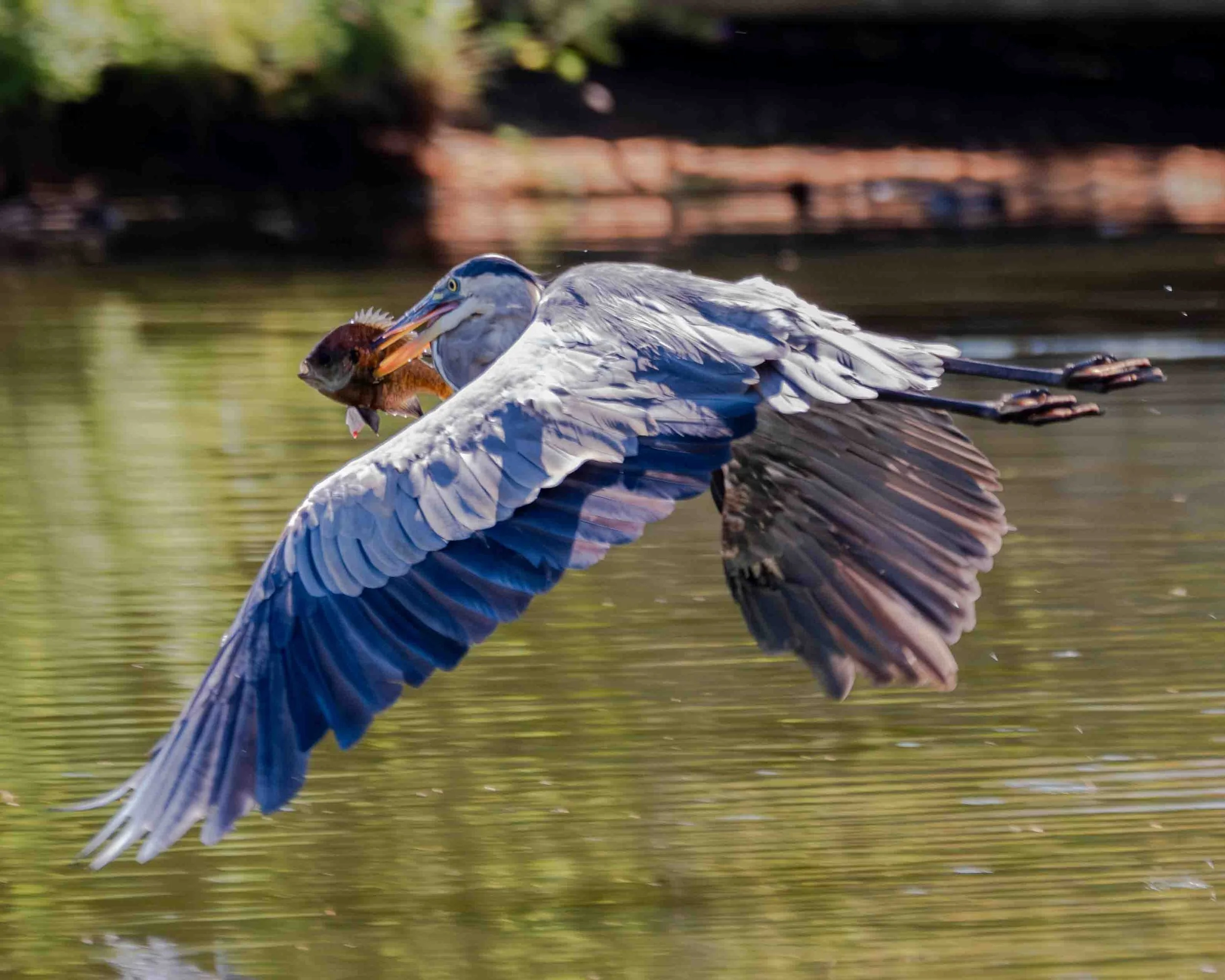 Blue Heron VIII