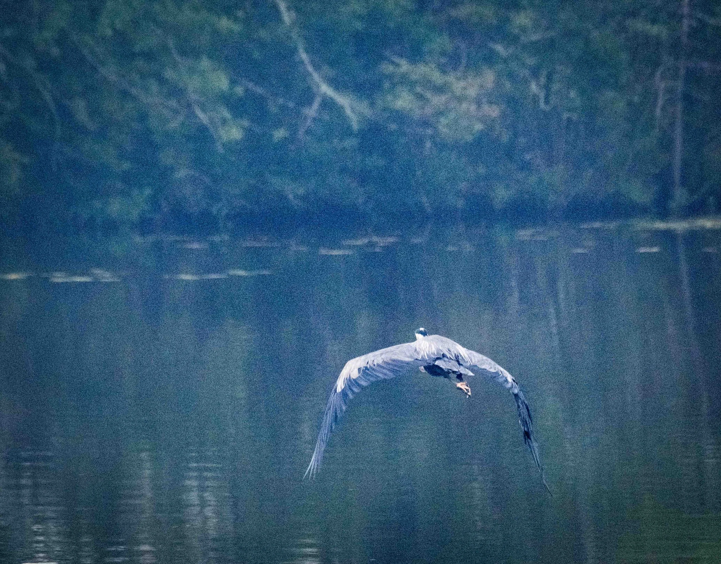 Blue Heron II