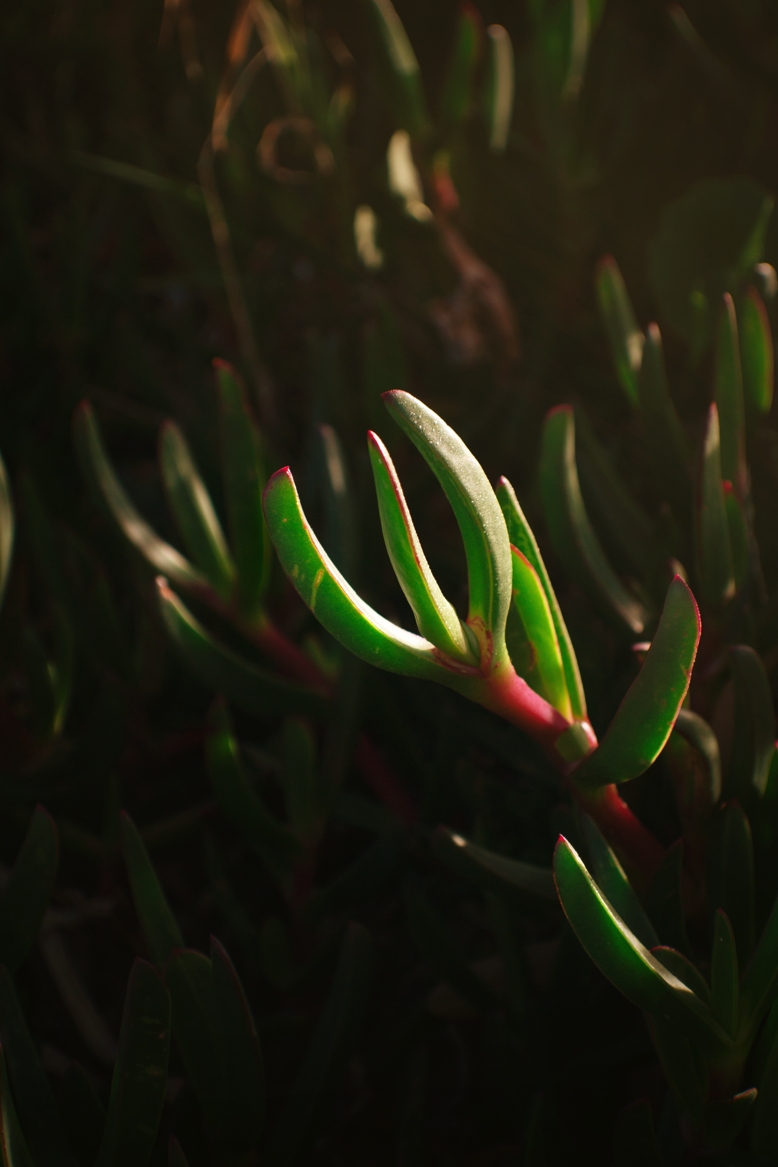 CS_GreenClose.png