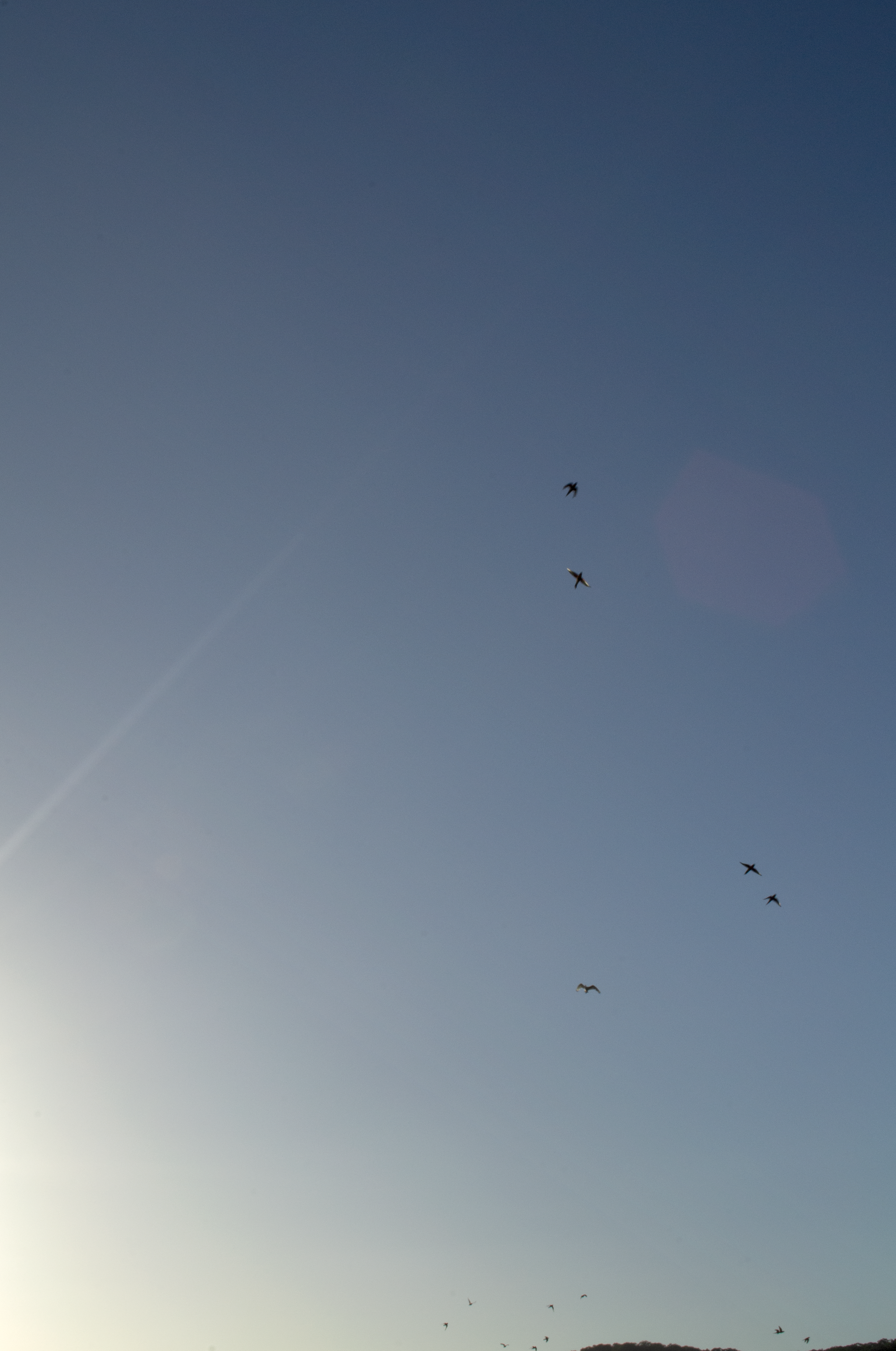 BirdsSky_2.png