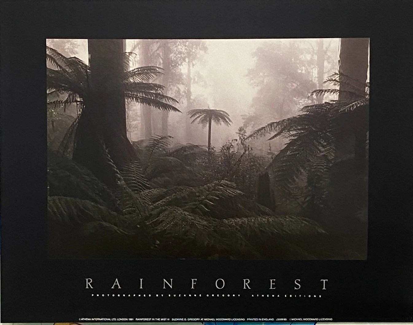 Rain Forest -III-1.jpg