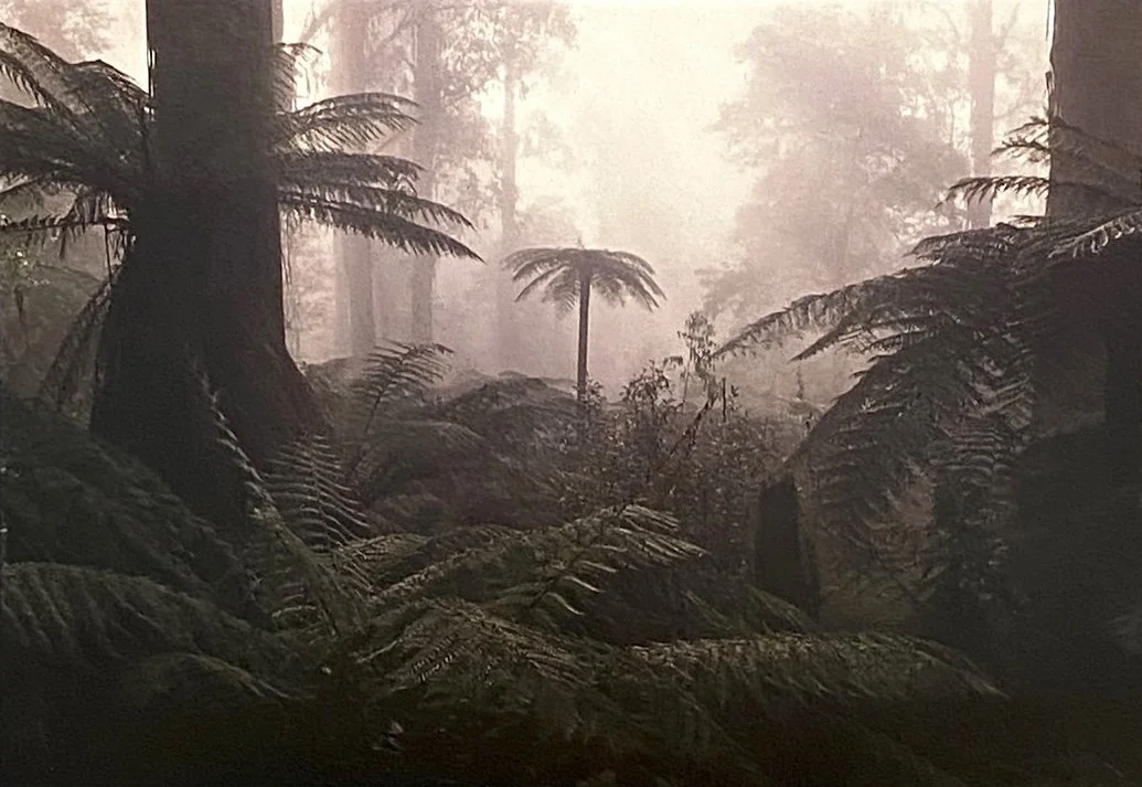 SUZANNE GREGORY: RAINFOREST IN THE MIST III