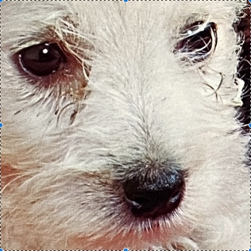 NZ_Three Terriers 885x560-4.png