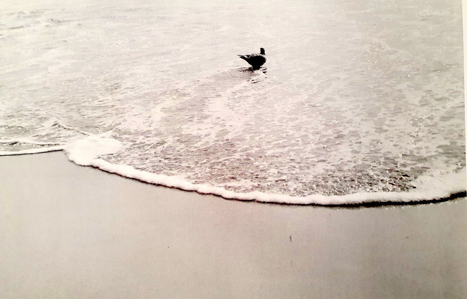 MARILYN LITTMAN: SAND & SEA