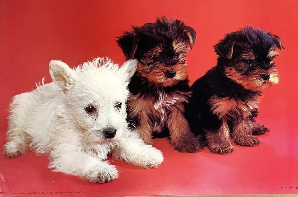 NZ: THREE TERRIERS