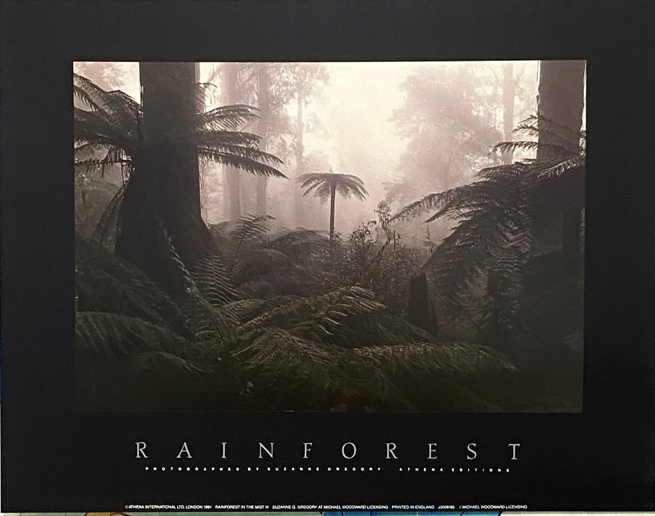 SUZANNE GREGORY: RAINFOREST IN THE MIST III