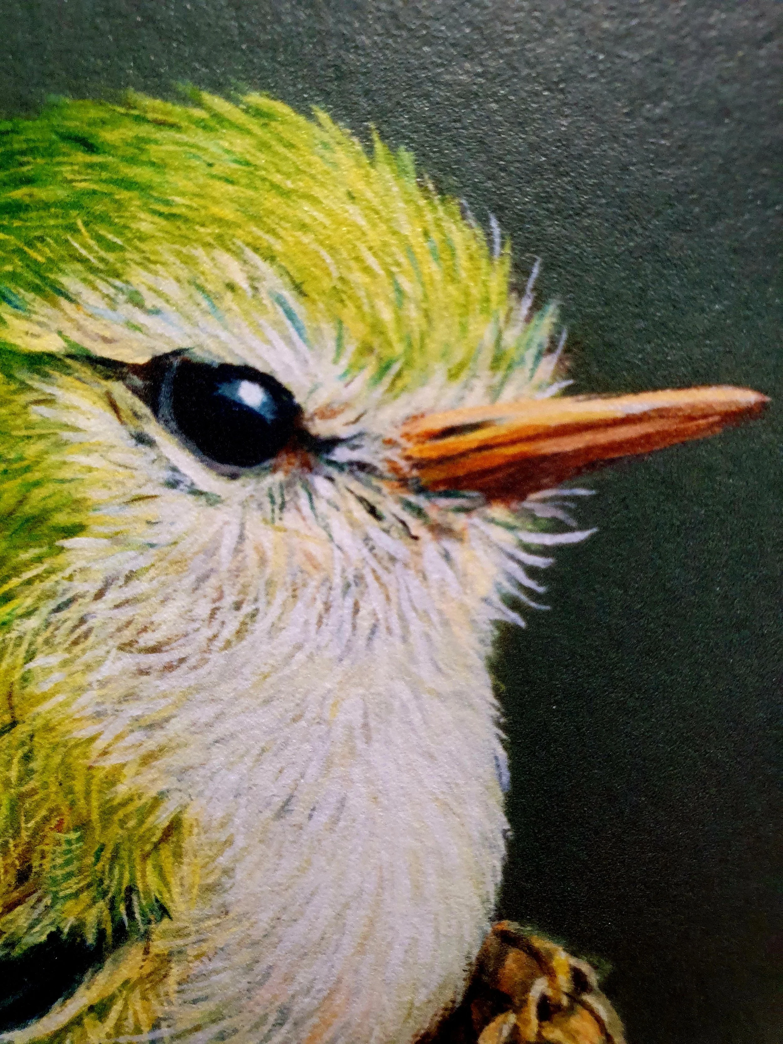 RW-TITITIPOUNAMU-C1.jpg