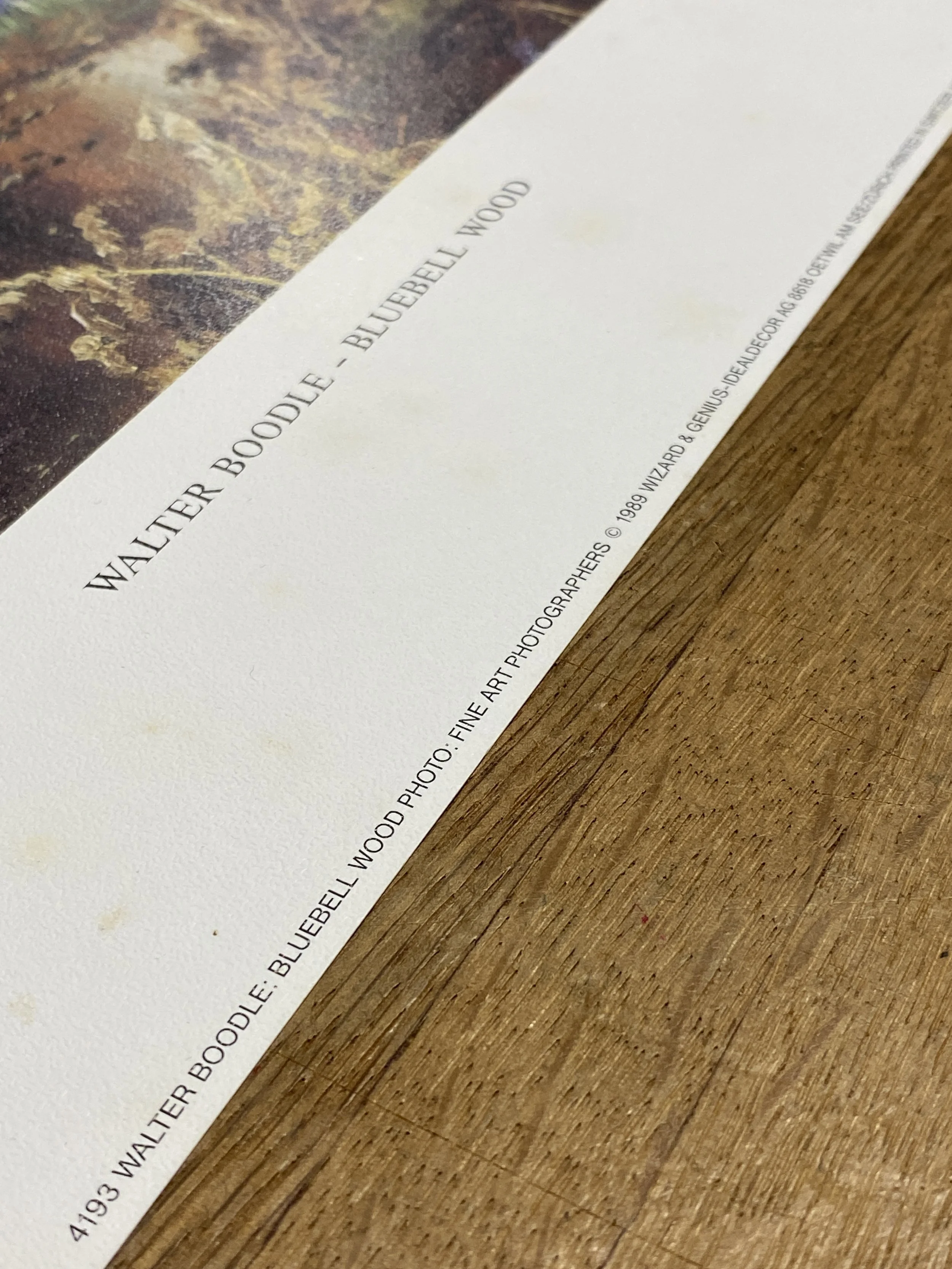 Walter Boodle-Bluebell Wood-2.jpg