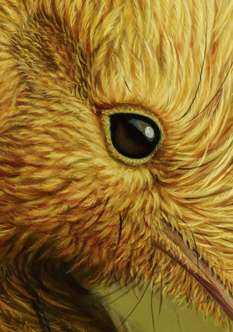 RW-KA-AWHIHIA-E-TE-KOROWAI-C1.png