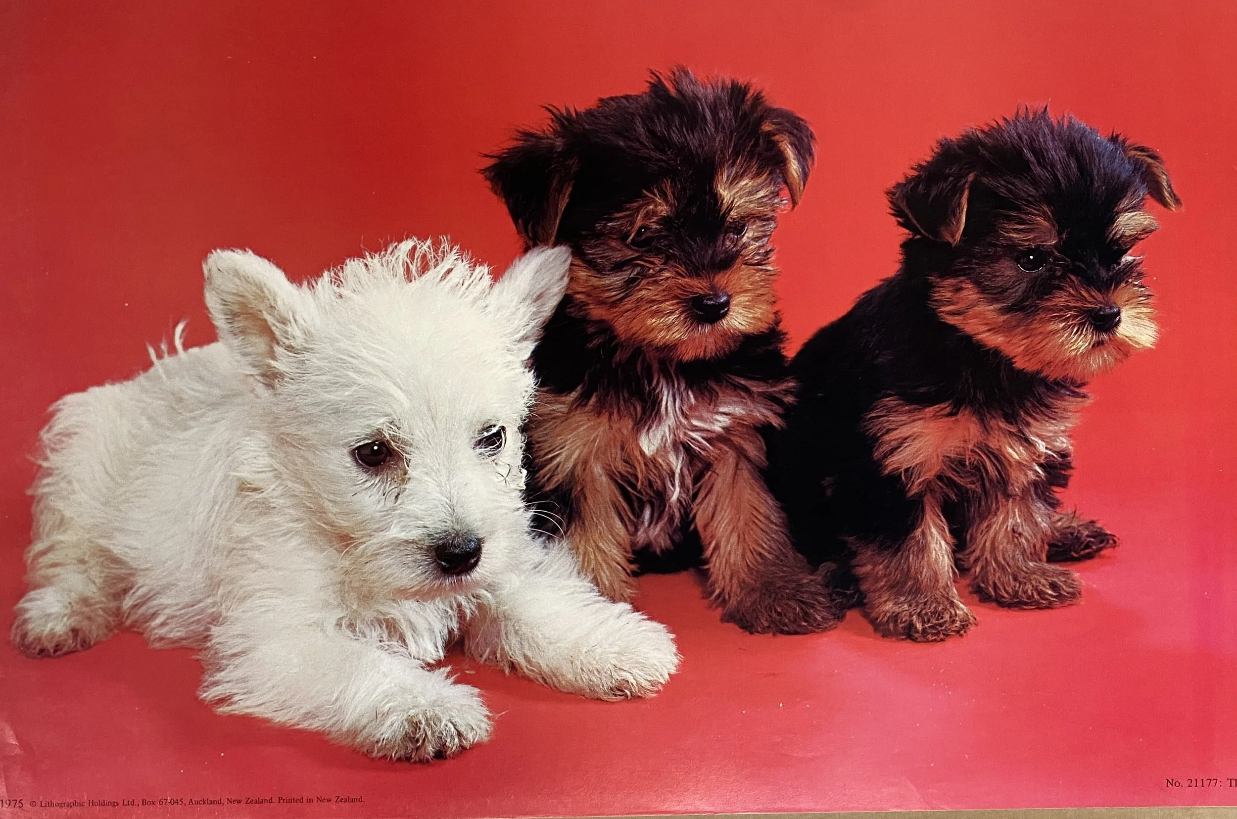 Three Terriers 885x560-1.jpg