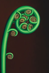 RW-TE-KAKAPO-C1.png