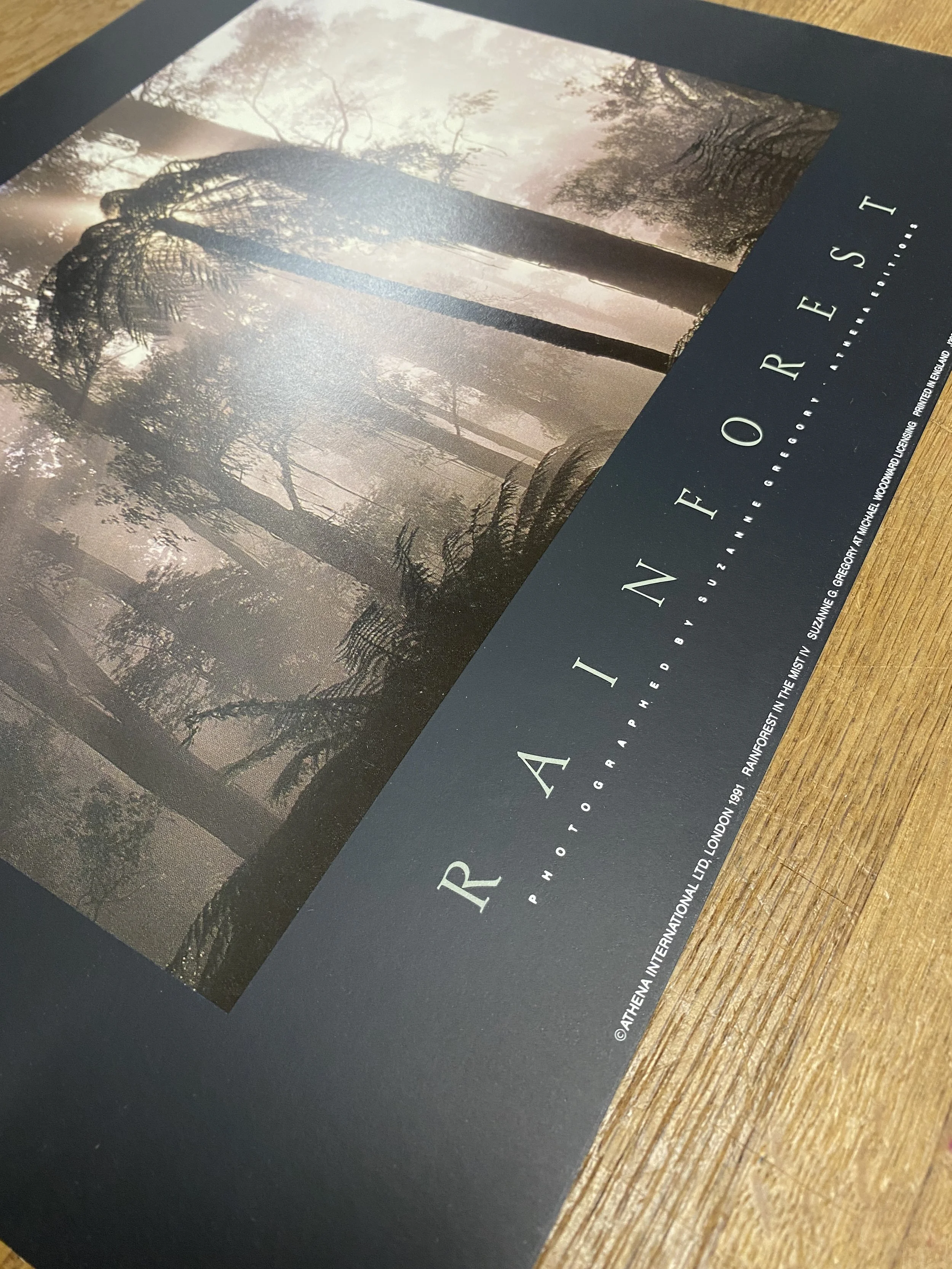 Rain Forest -IV-2.jpg