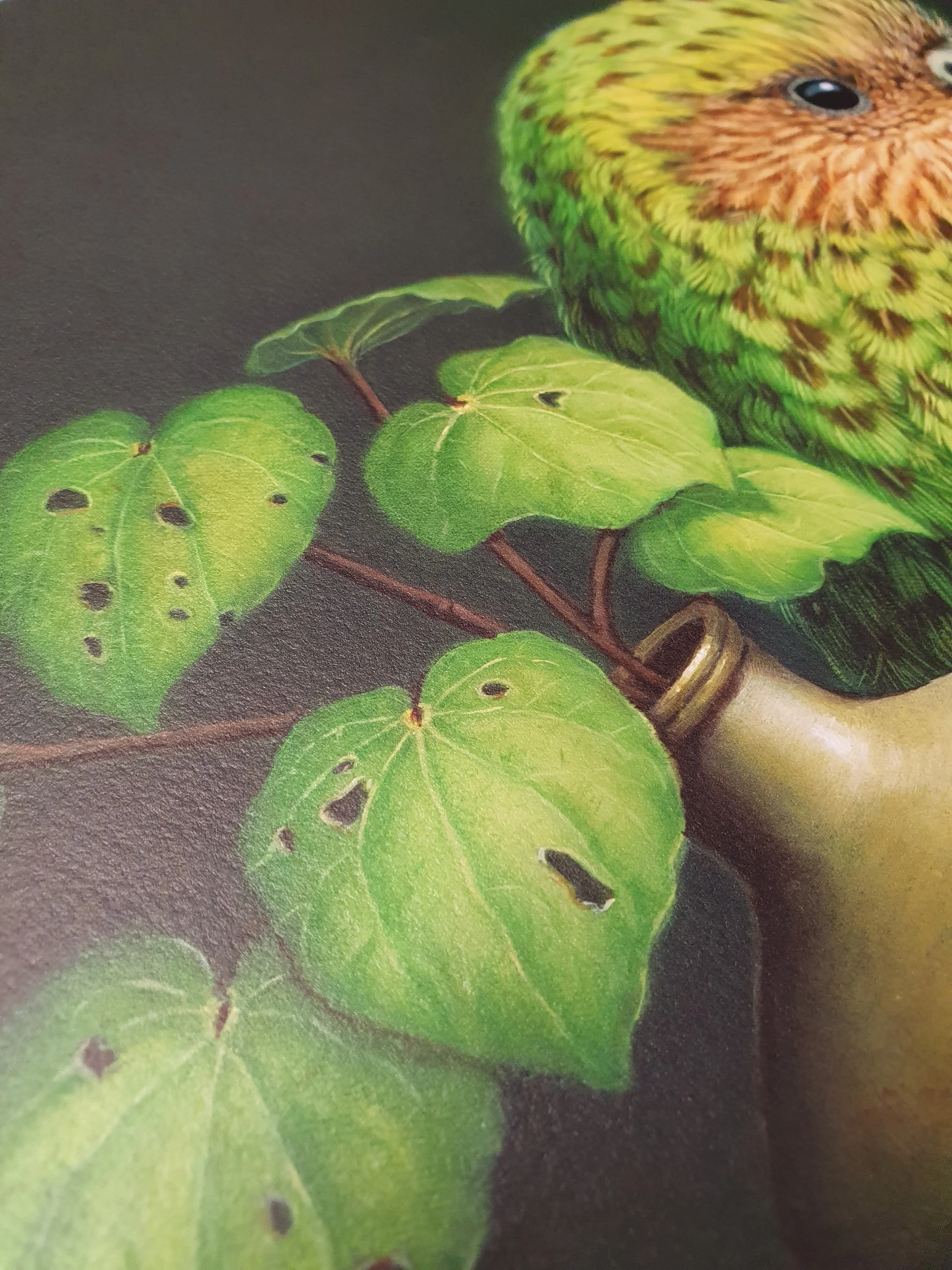 Kawakawa plant in vase