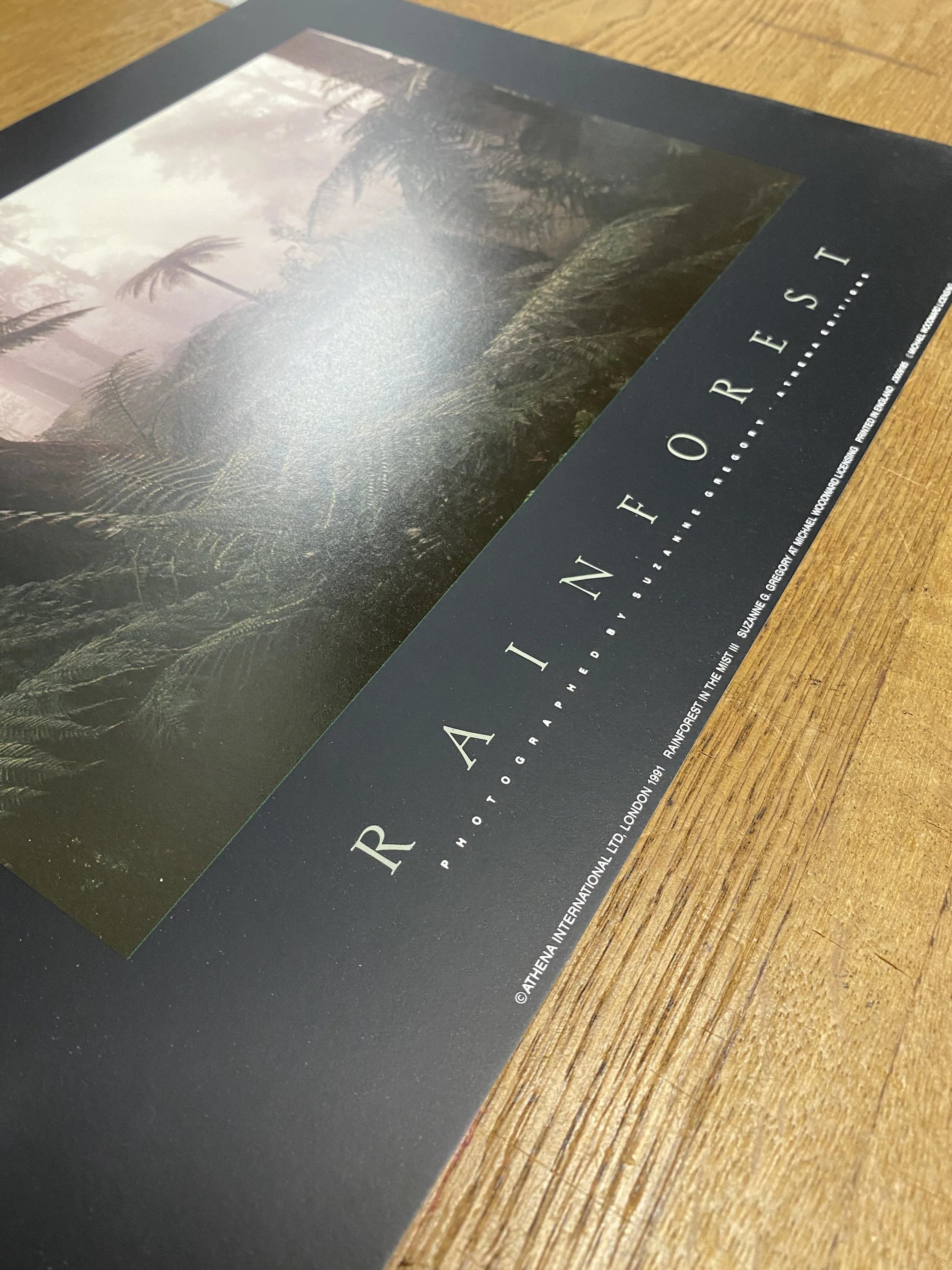 Rain Forest -III-2.jpg