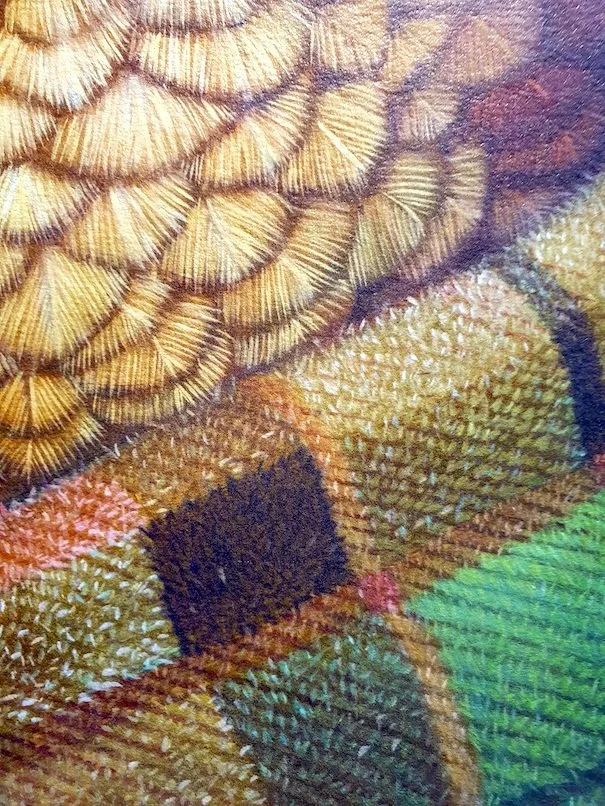 RW-KOWHAI-NGUTU-KAKA-C3.jpg