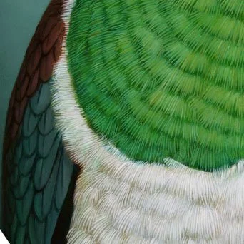 156-E-kore-au-e-ngaro-(Kereru)CROP-2.jpg