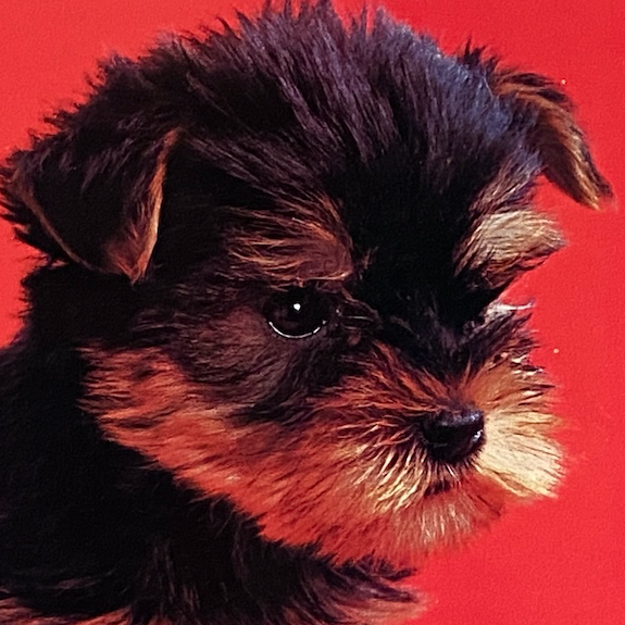 NZ_Three Terriers 885x560-5.png