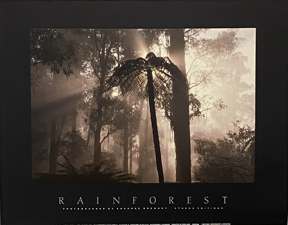 SUZANNE GREGORY: RAINFOREST IN THE MIST IV