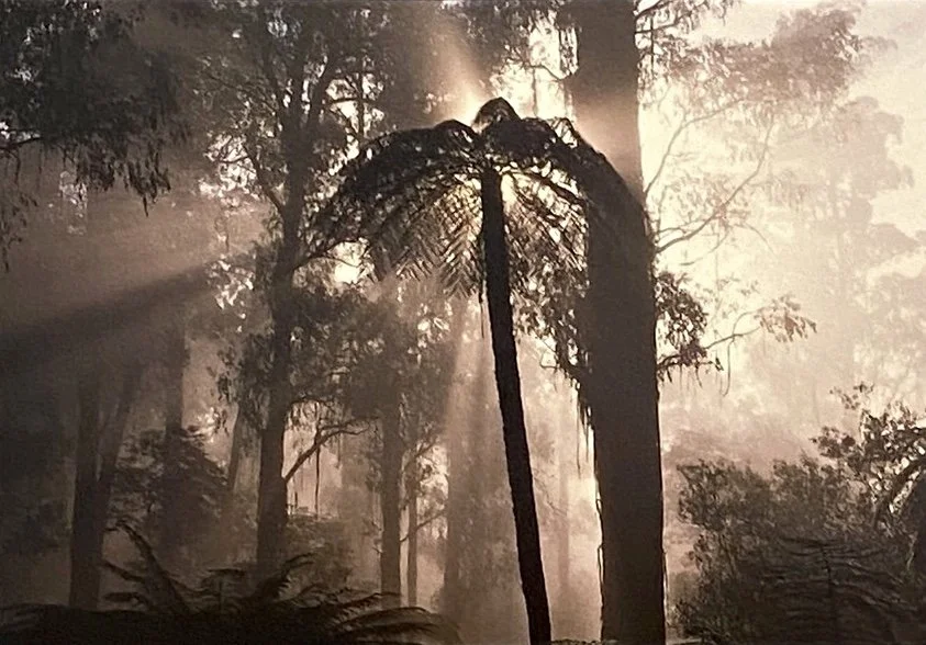 SUZANNE GREGORY: RAINFOREST IN THE MIST IV