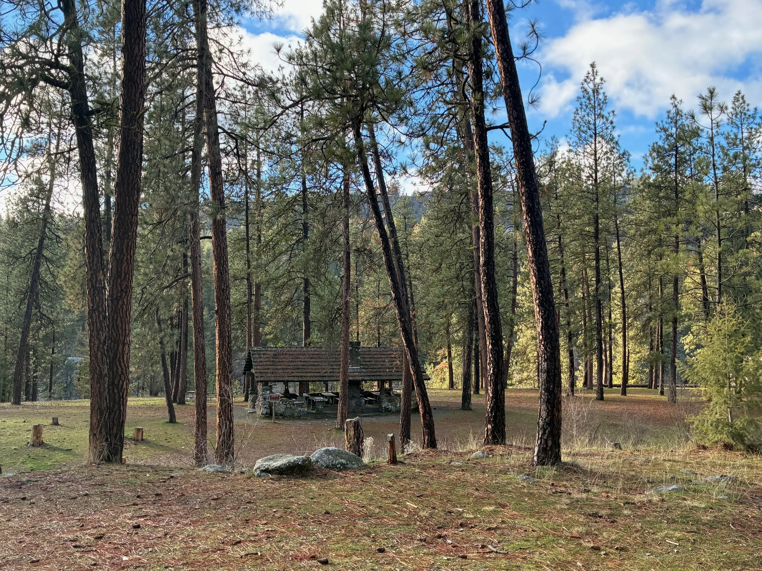 A wooded area with tall pine trees, a small picnic shelter with benches, and a grassy ground with some rocks.