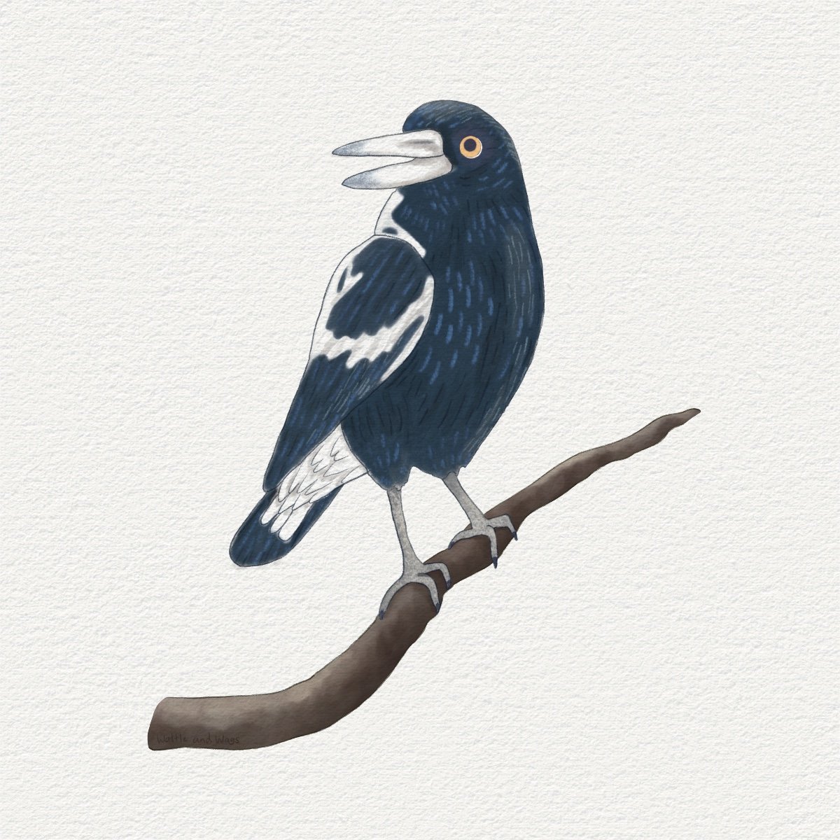 An illustration of an Australian Magpie standing on a thin branch. The magpie is looking over its shoulder slightly and has its beak open in an apparent smile.