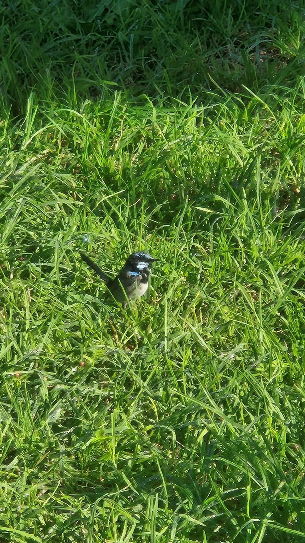 A photo of a grassy lawn with a tiny blue, black and grey Fairywren poking its head above the grass.