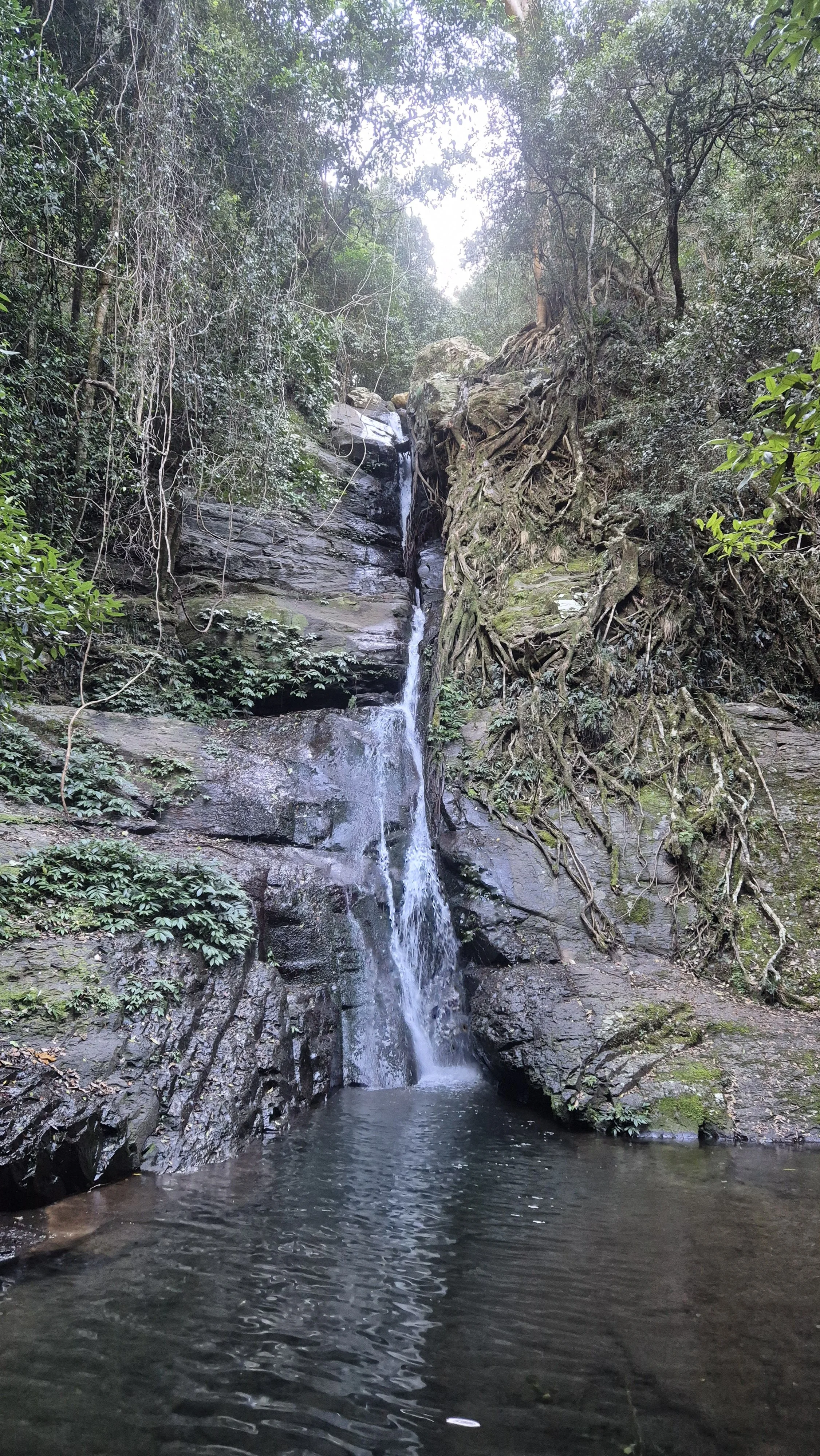 A Walk Through the Cascades Rainforest