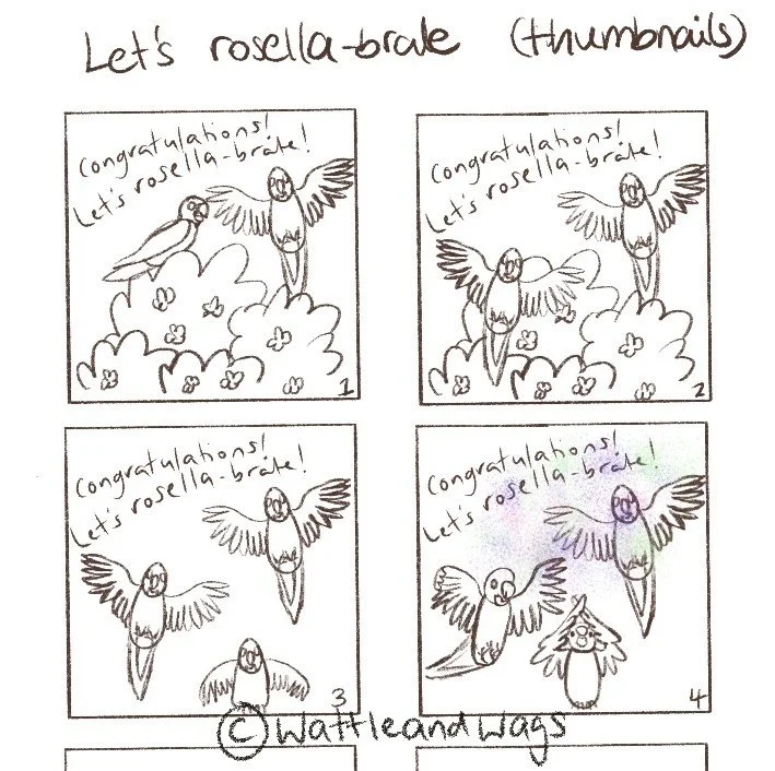 A series of thumbnail sketches showing three rosellas in various poses, some with flowering bushes in the foreground and some without.