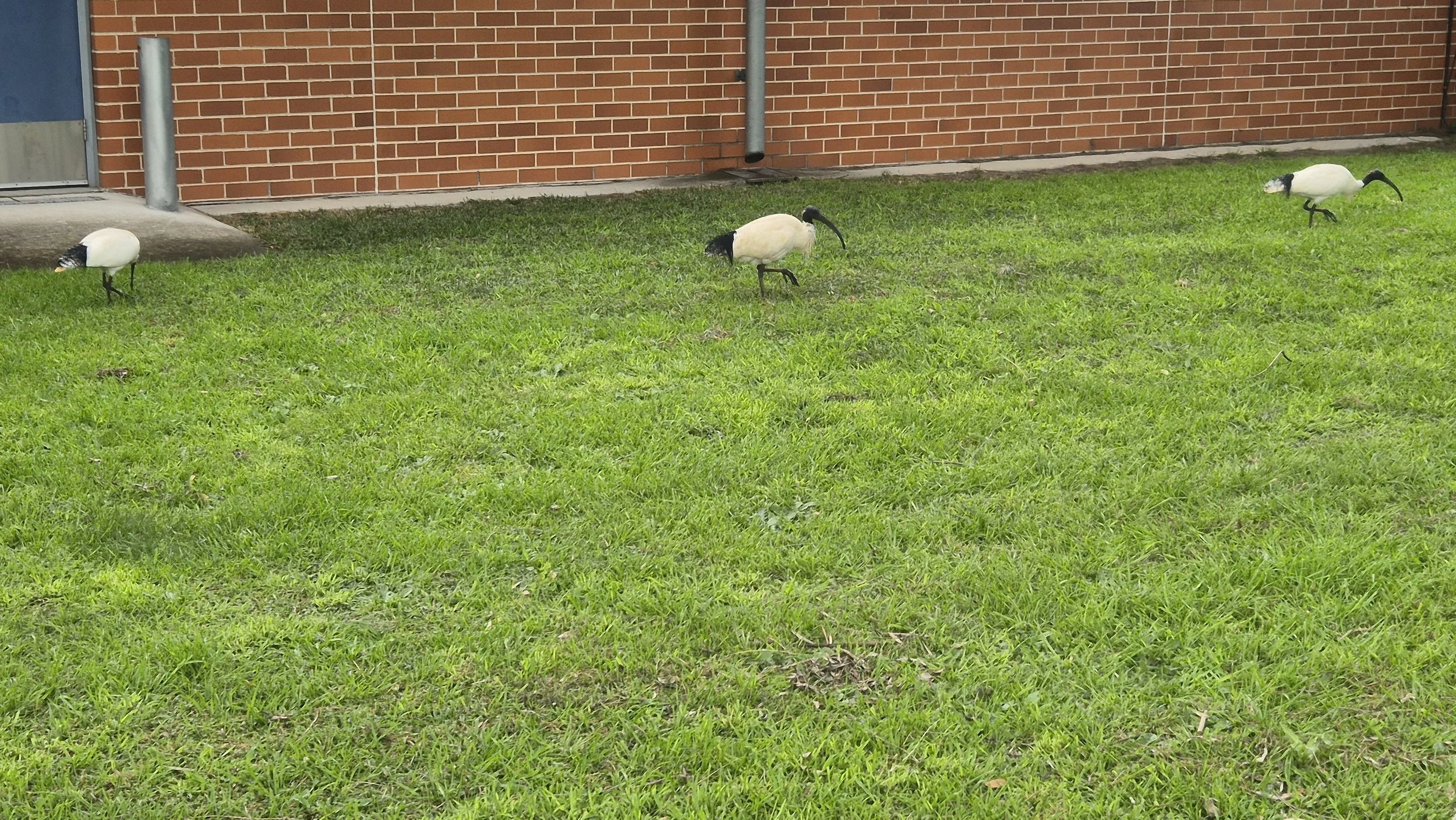 Three Australian Ibis looking for food on a green lawn.