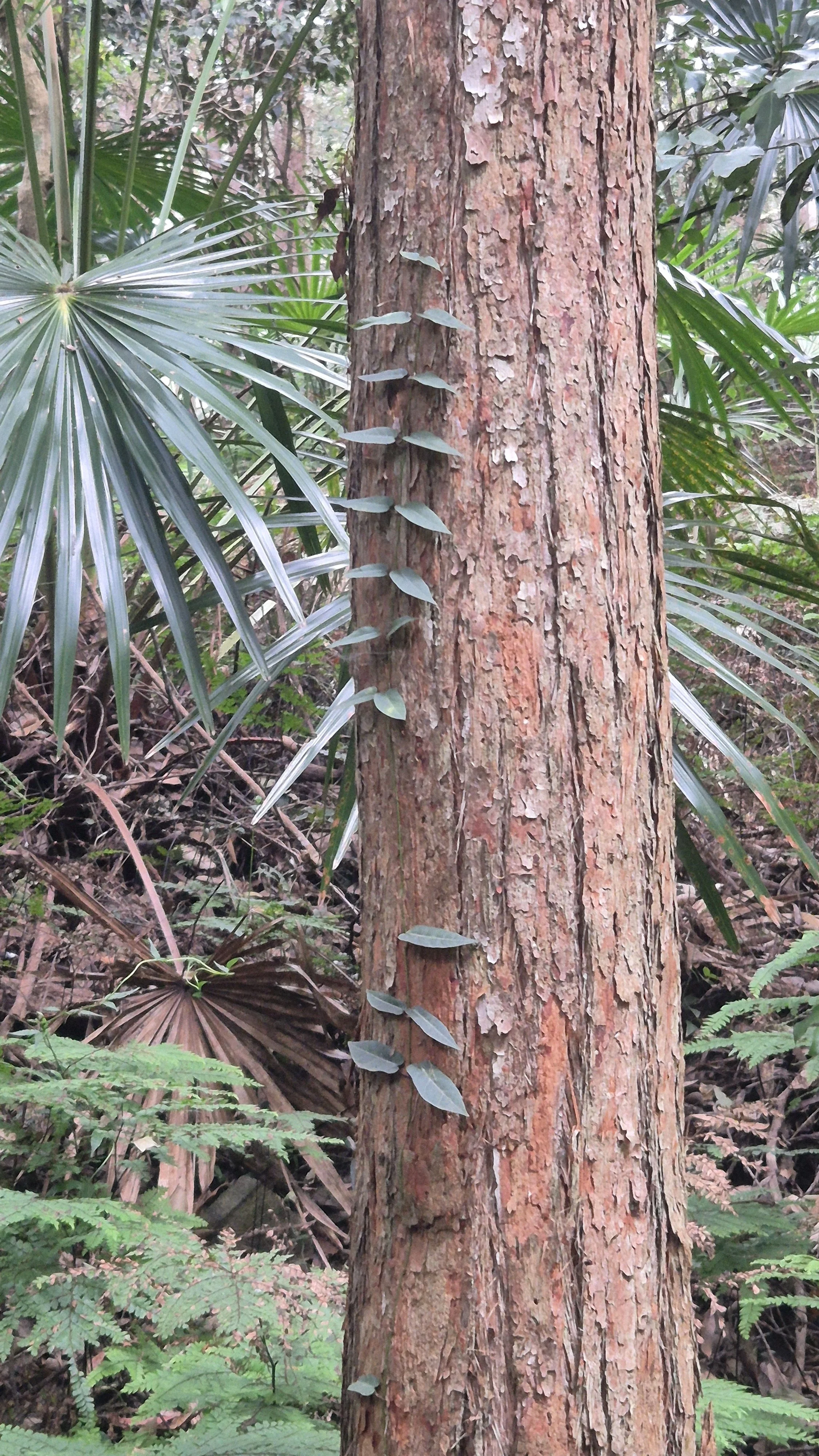 A reddish-coloured tree trunk with flaky bark on which a thin vine with leaves growing horizontally from it at regular interval is starting to climb.