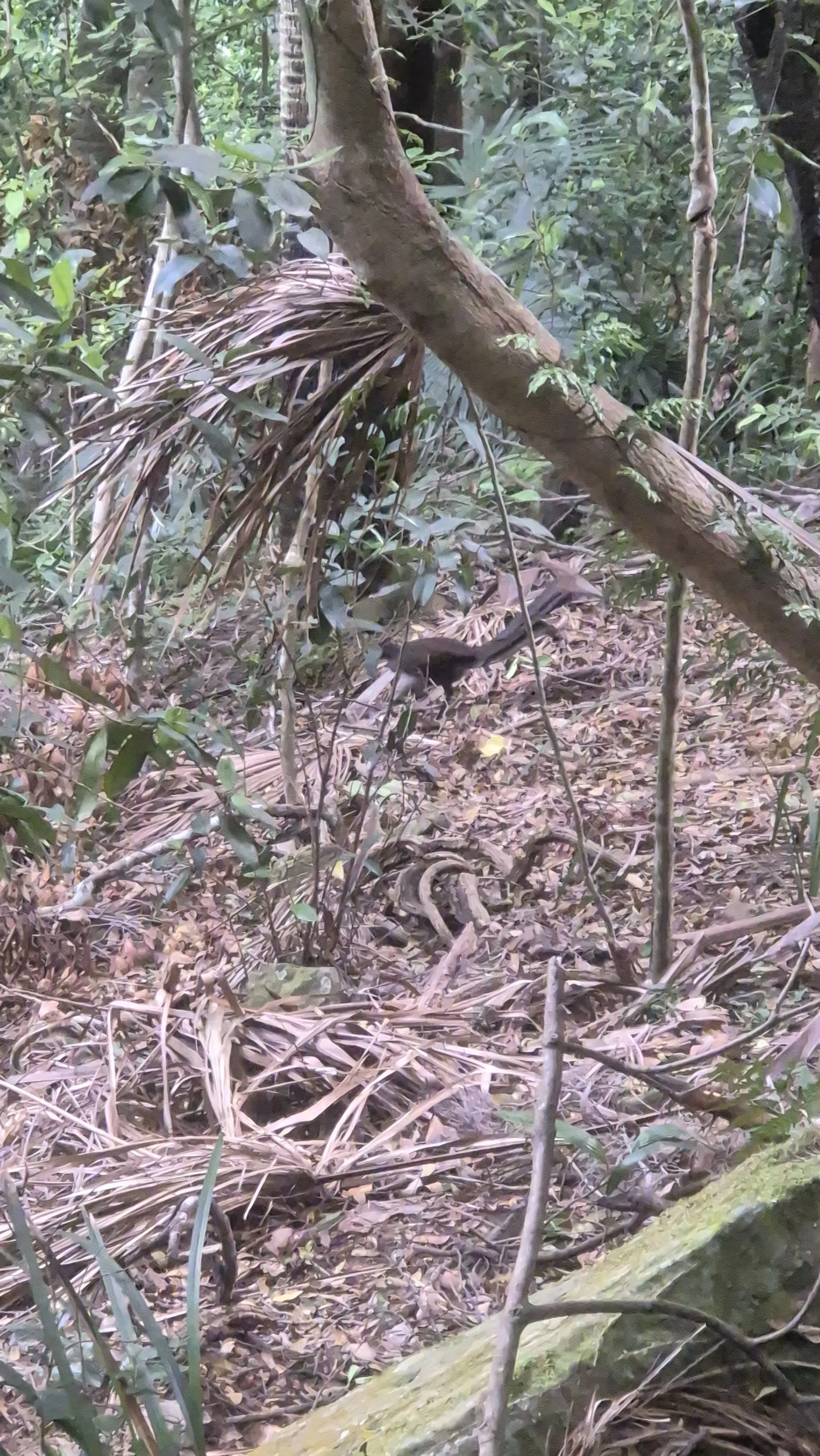 A densely covered forest floor with layers of foliage throughout. In the middle of the image, the fuzzy shape of a lyrebird with it's long upright tail can be seen.