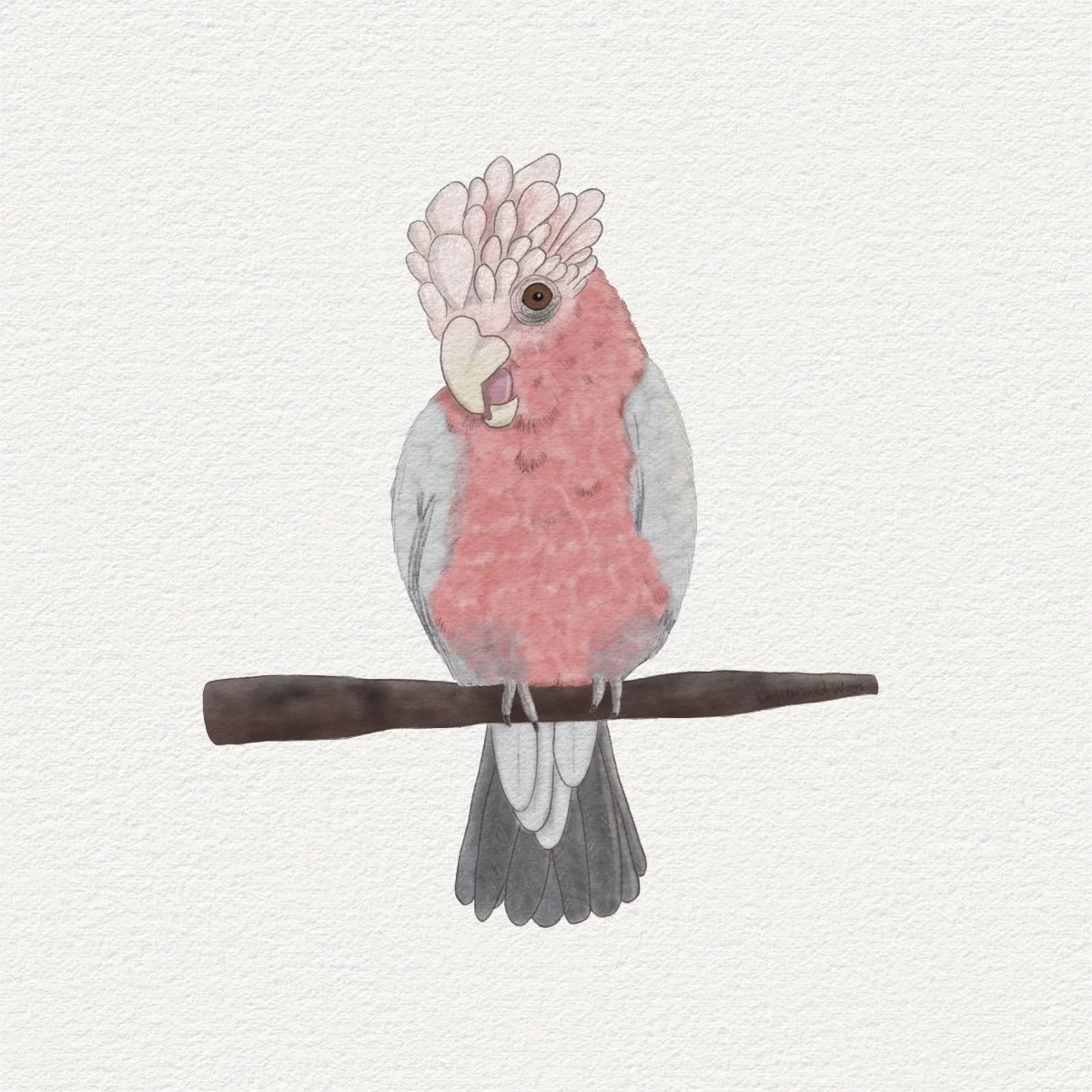 Galah square