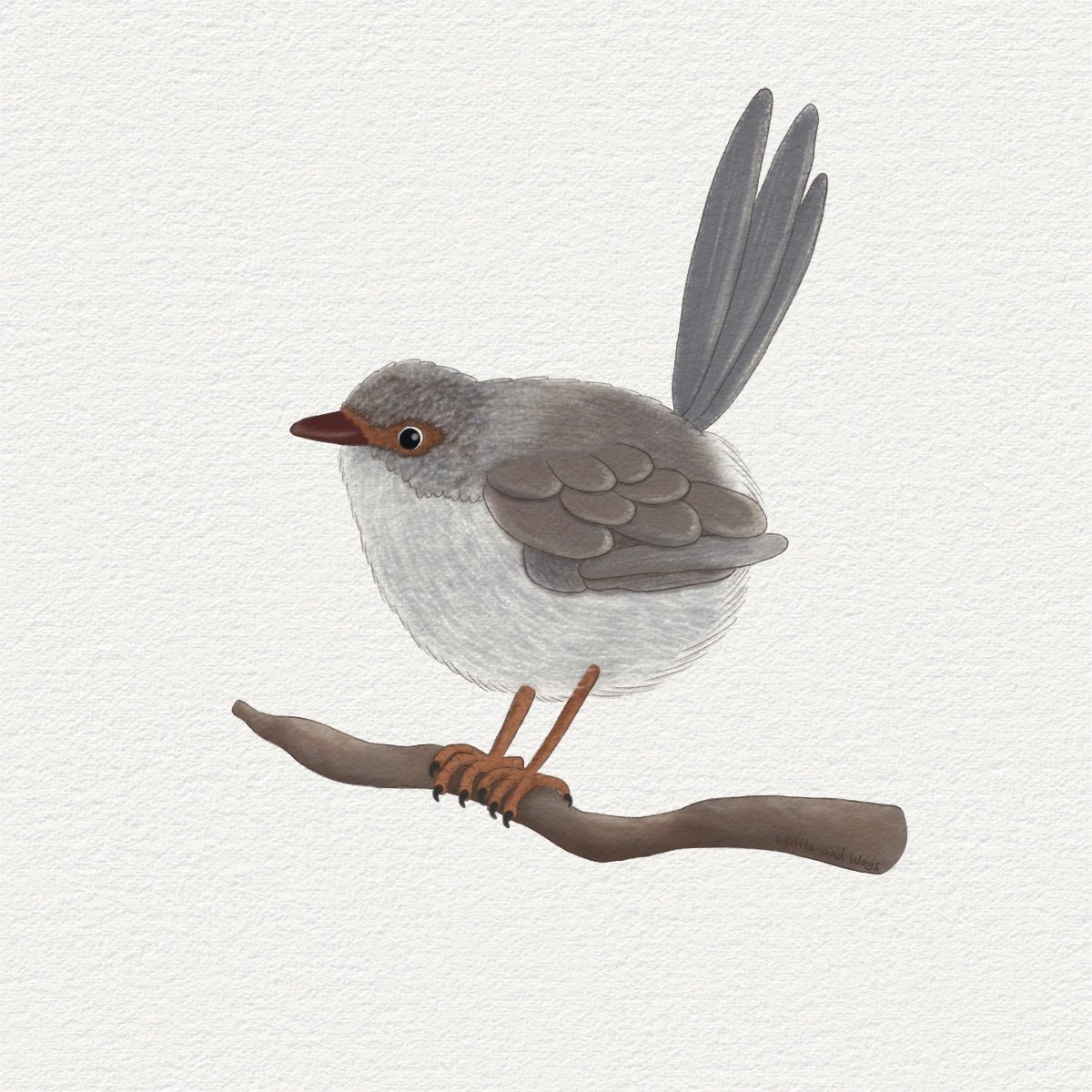 Image of another greeting card design, this one with a brown and grey Fairywren with orange legs and 'mask' area around its eyes. This card has no text.
